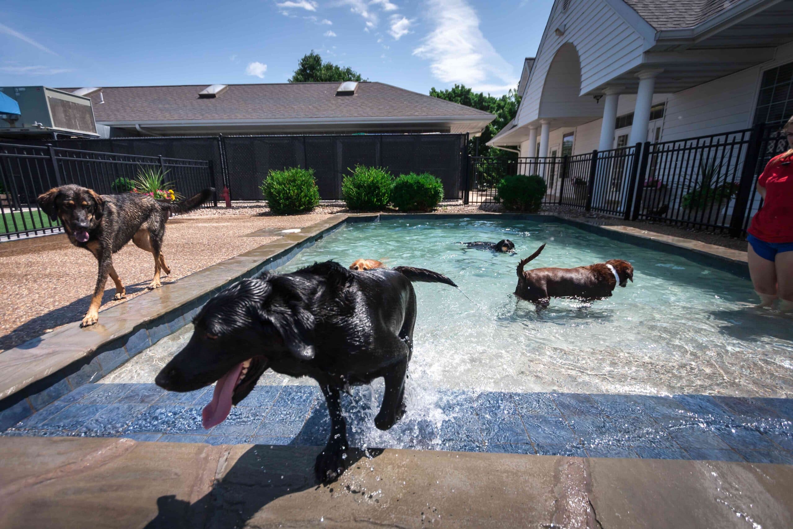 Williamsburg Pet Hotel & Suites - Pet groomer in Ballwin, MO