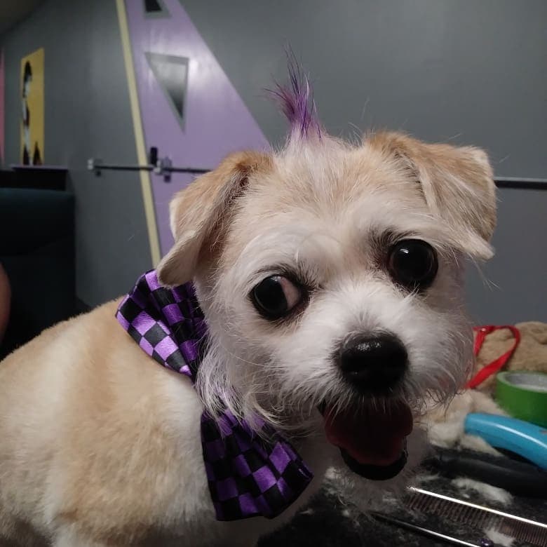 Diamond Dogs Grooming - Pet groomer in Baltimore, MD