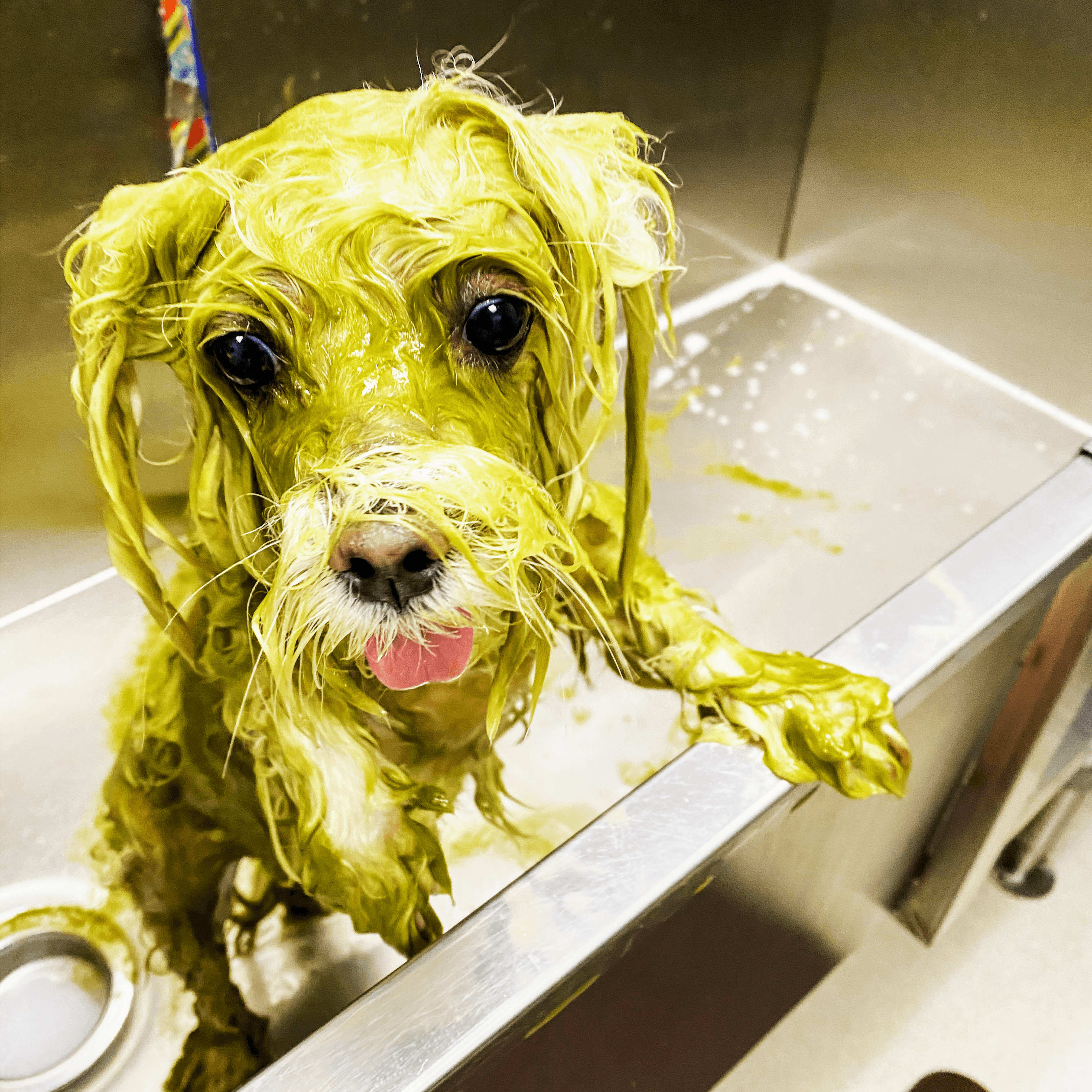 Dog City - Pet groomer in Dallas, TX