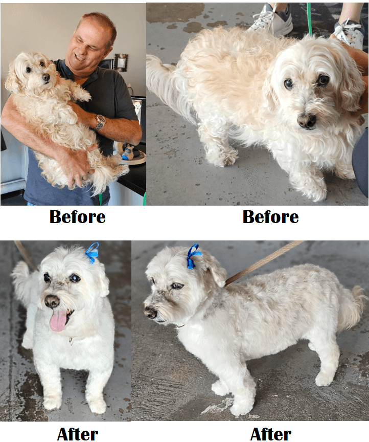 Point Loma Dog Salon N Spa - Pet groomer in San Diego, CA