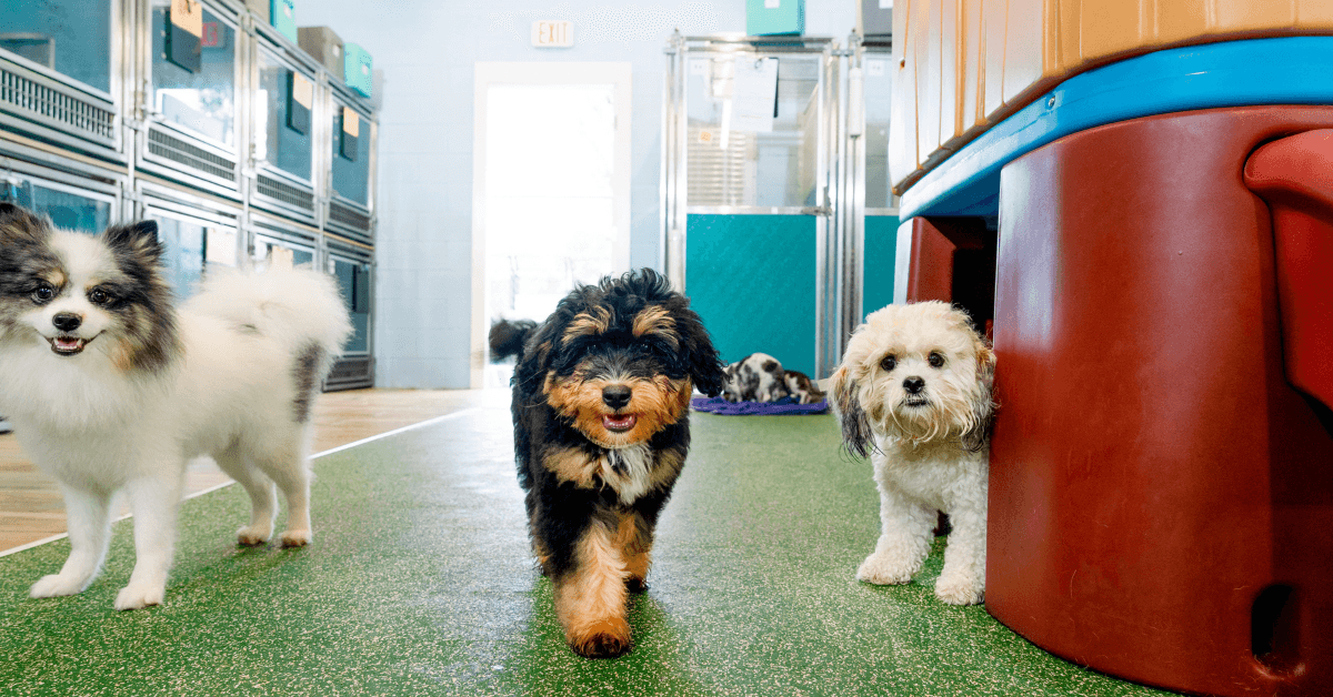 Pet Paradise Las Colinas - Pet groomer in Irving, TX