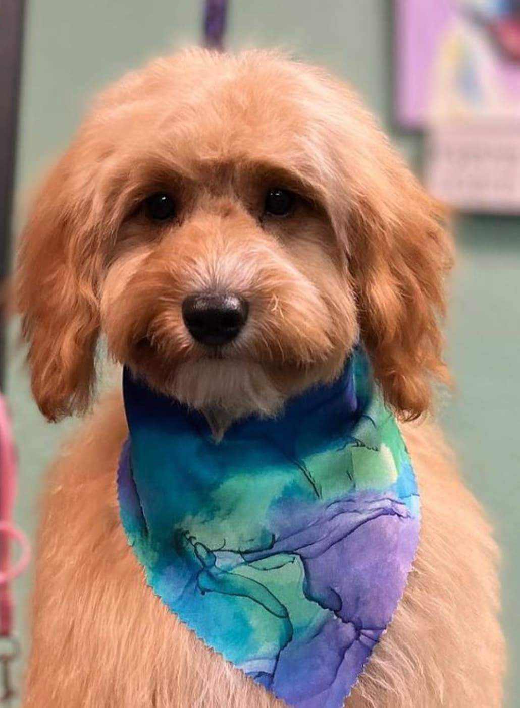 Woof! Orlando - Pet groomer in Orlando, FL