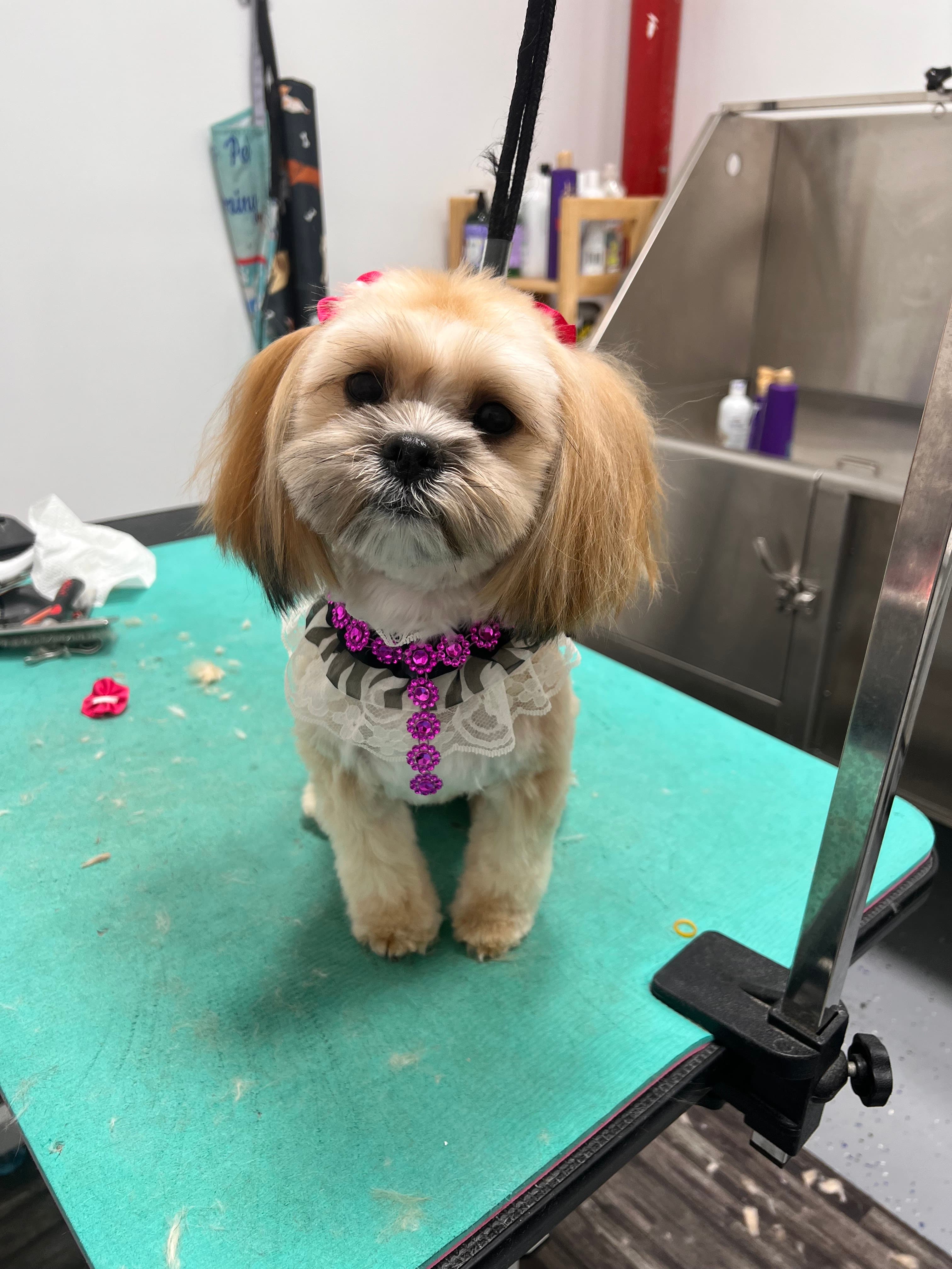 Lilly's Pet Service LLC - Pet groomer in Brooklyn, NY