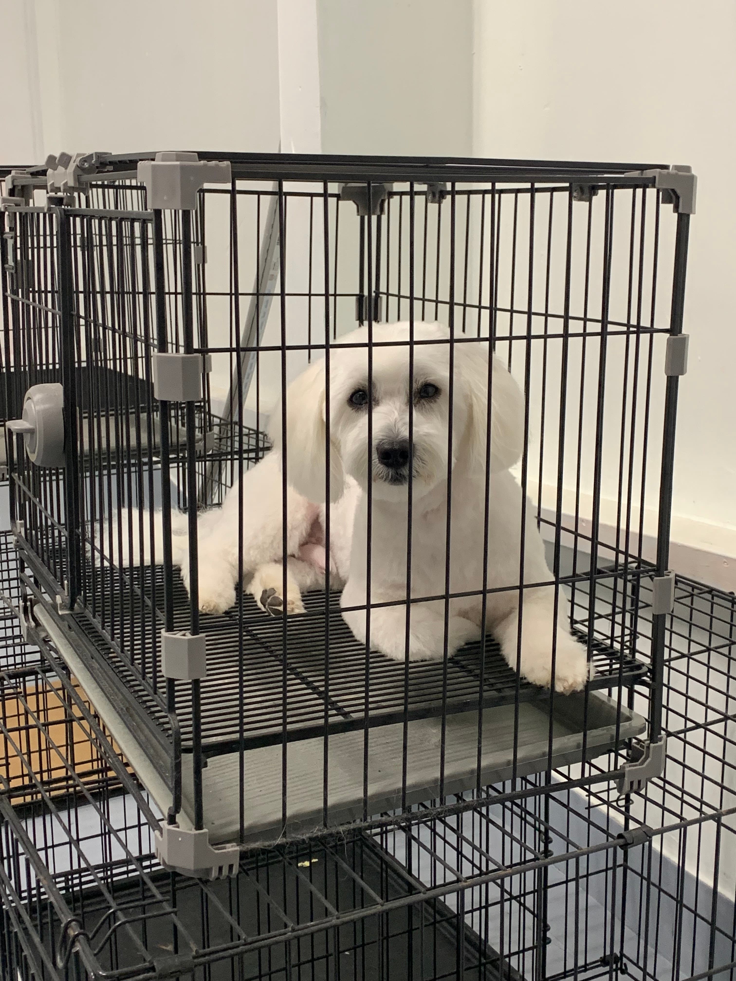 Carlos Petâs Grooming - Pet groomer in Balch Springs, TX