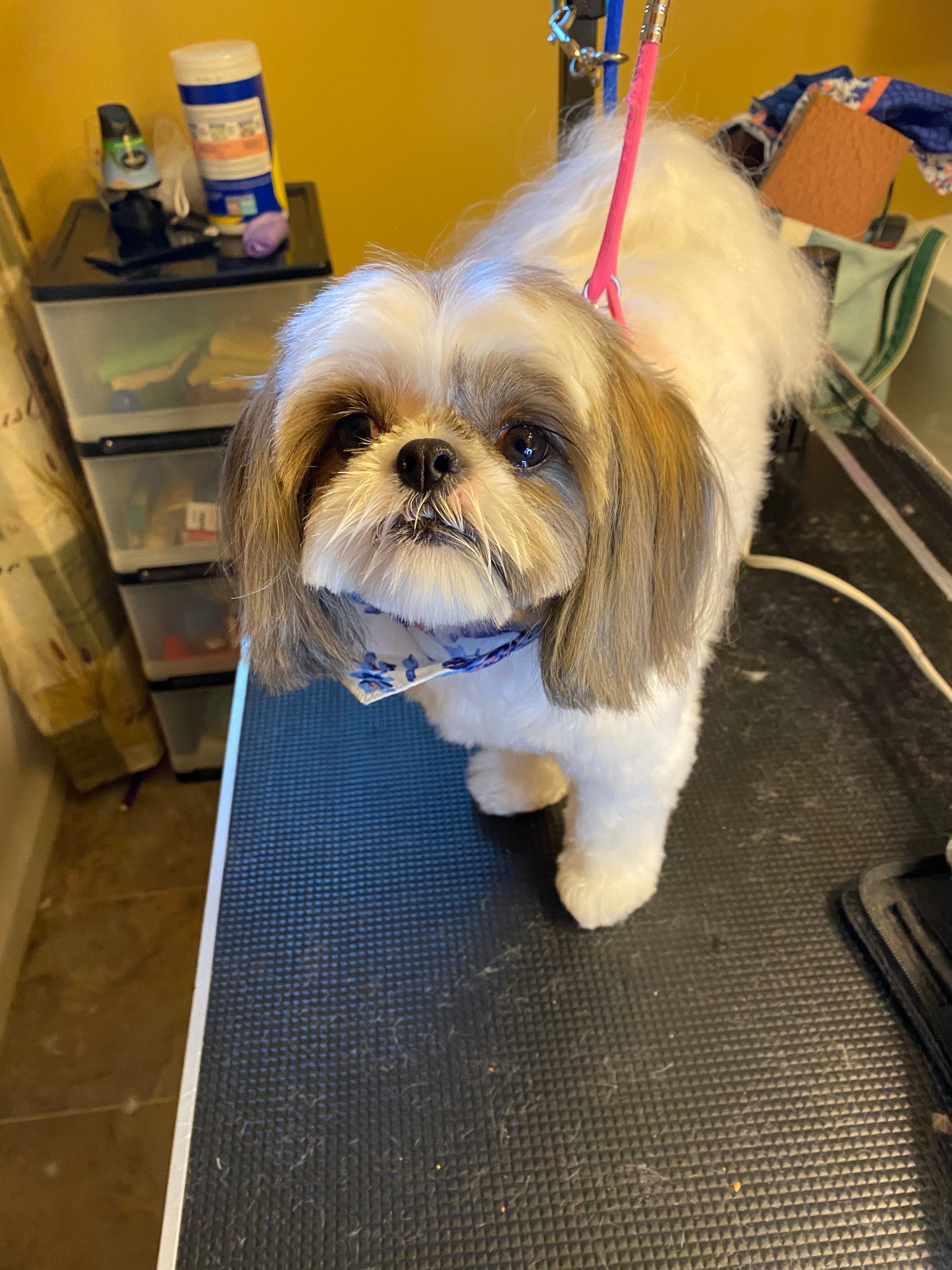 Shine Bright like a Diamond Dogs LLC - Pet groomer in Cincinnati, OH