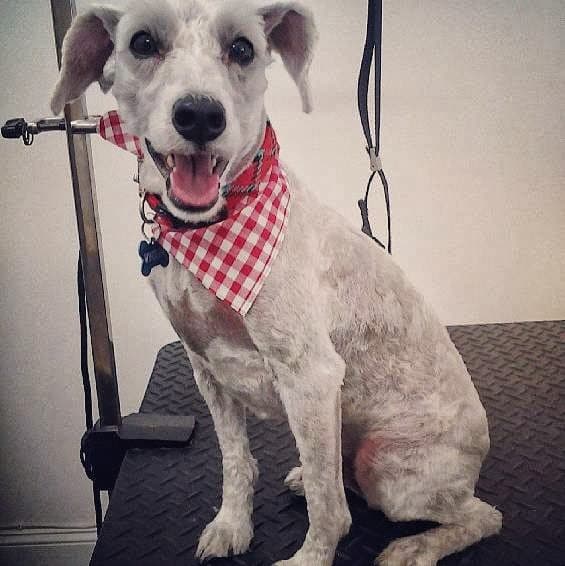 Furry Pawz & Clawz Pet Salon - Pet groomer in Brooklyn, NY