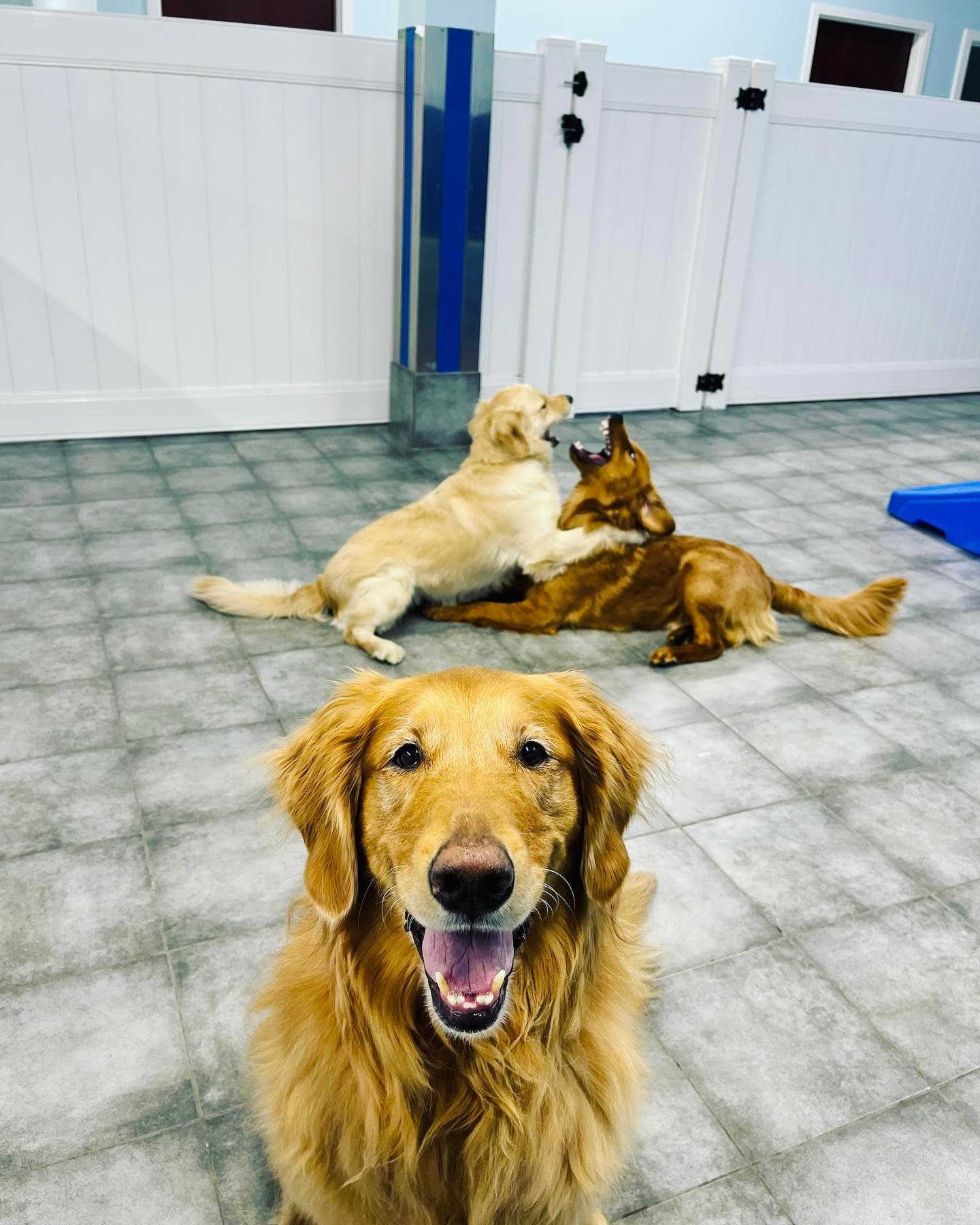 Hounds Town - Cincinnati - Madisonville - Pet groomer in Cincinnati, OH