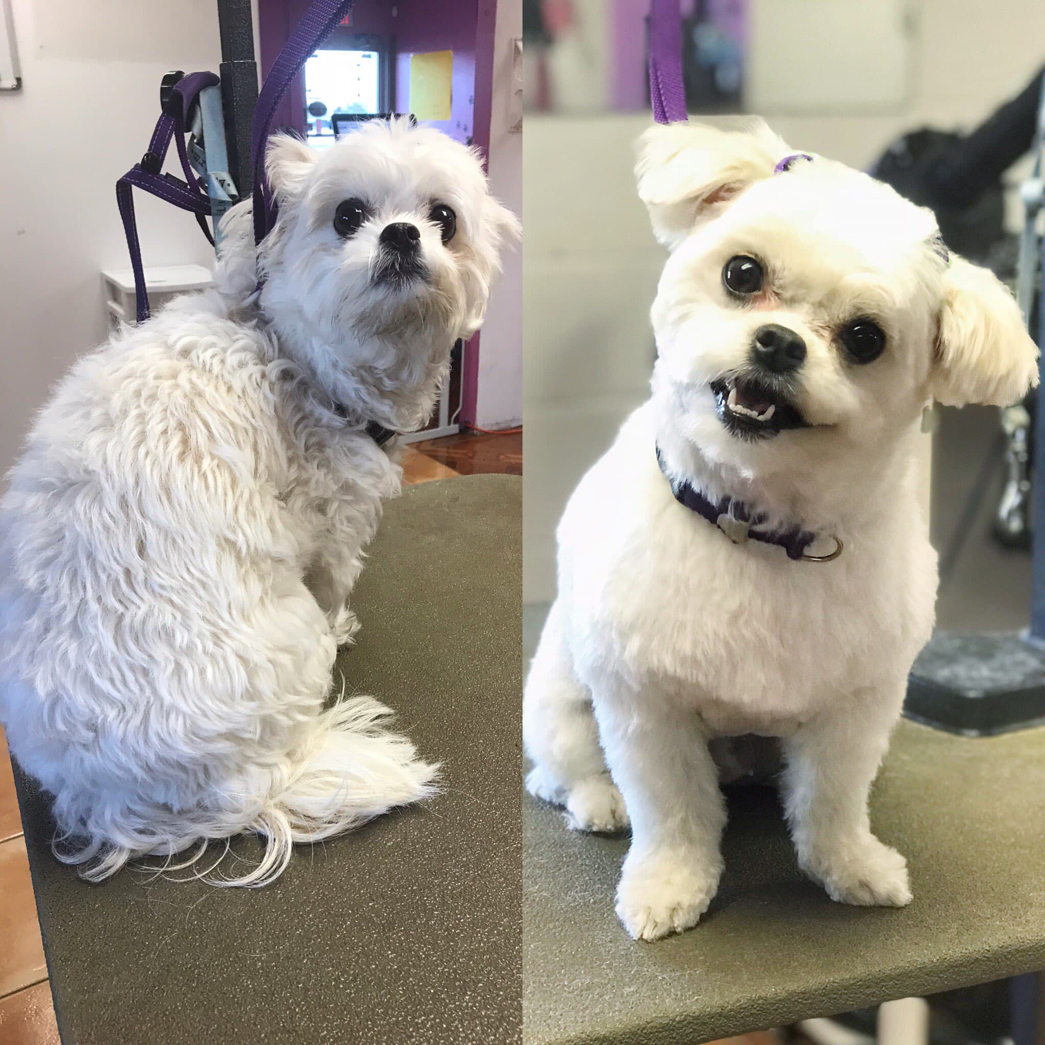 Galaxy Paws - Pet groomer in Orlando, FL