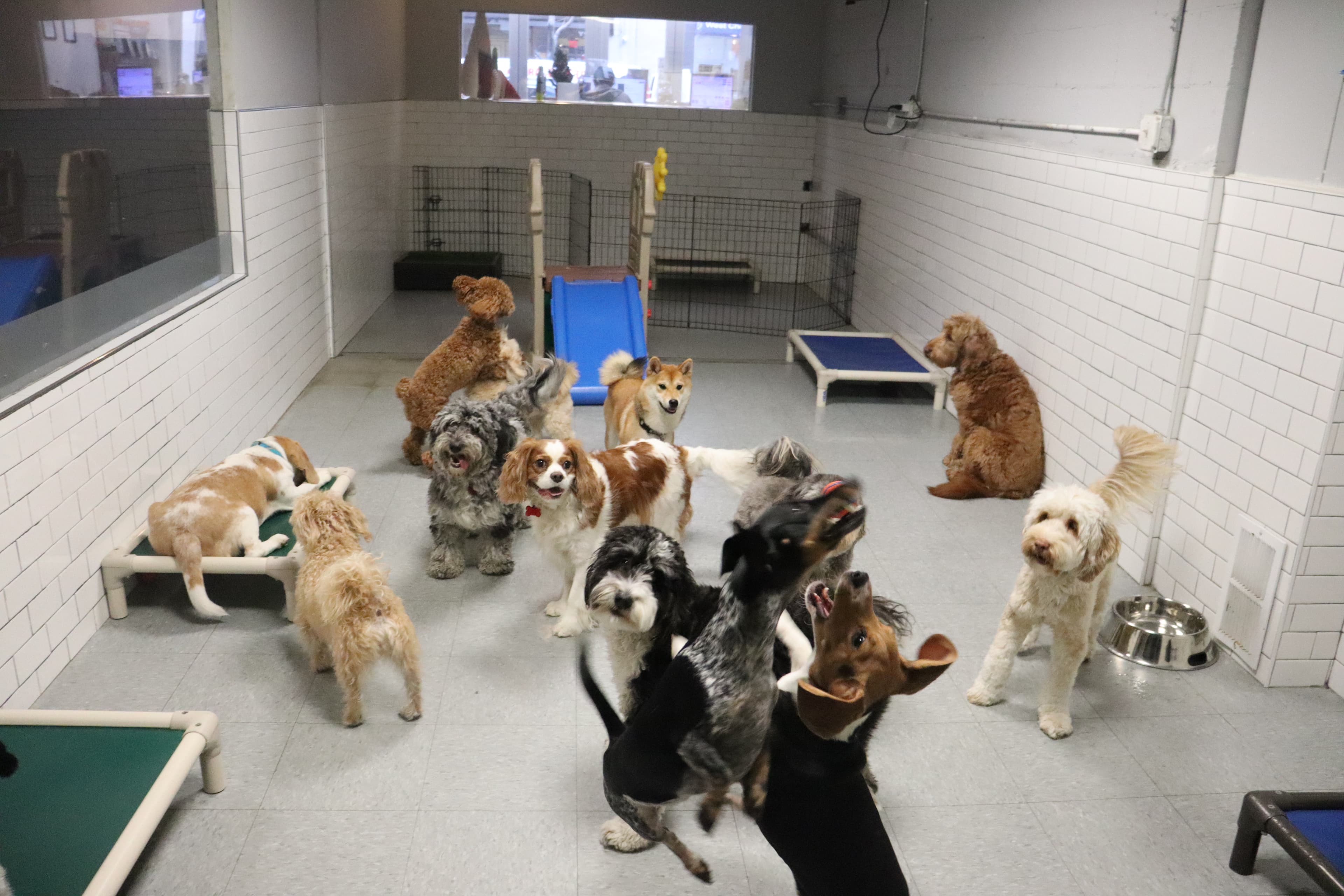 Puppy Loft - Pet groomer in New York, NY