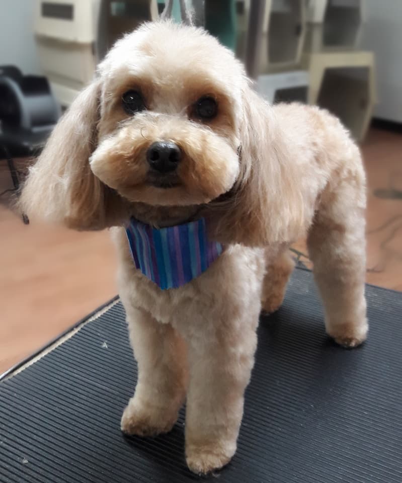 Grooming By Mia - Pet groomer in Smyrna, TN