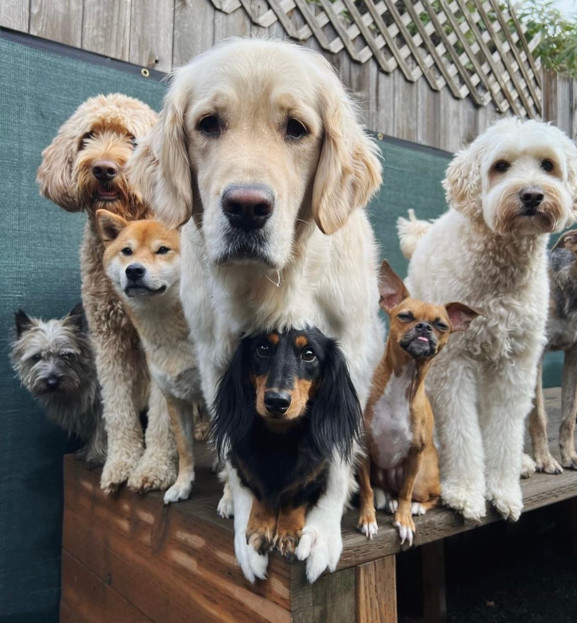 Mother Pupper - Alberta - Pet groomer in Portland, OR