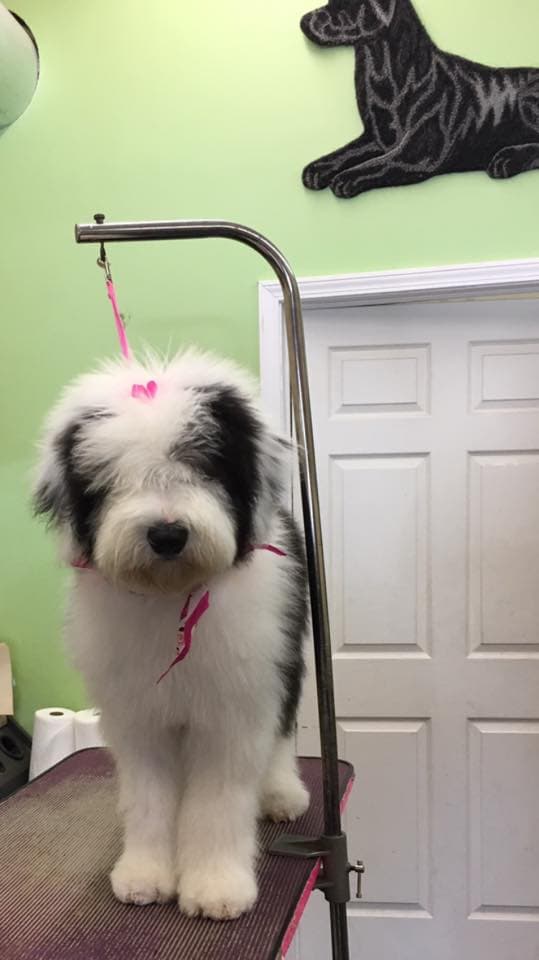 Beauty In The Beast Pet Salon of Solon - Pet groomer in Solon, OH