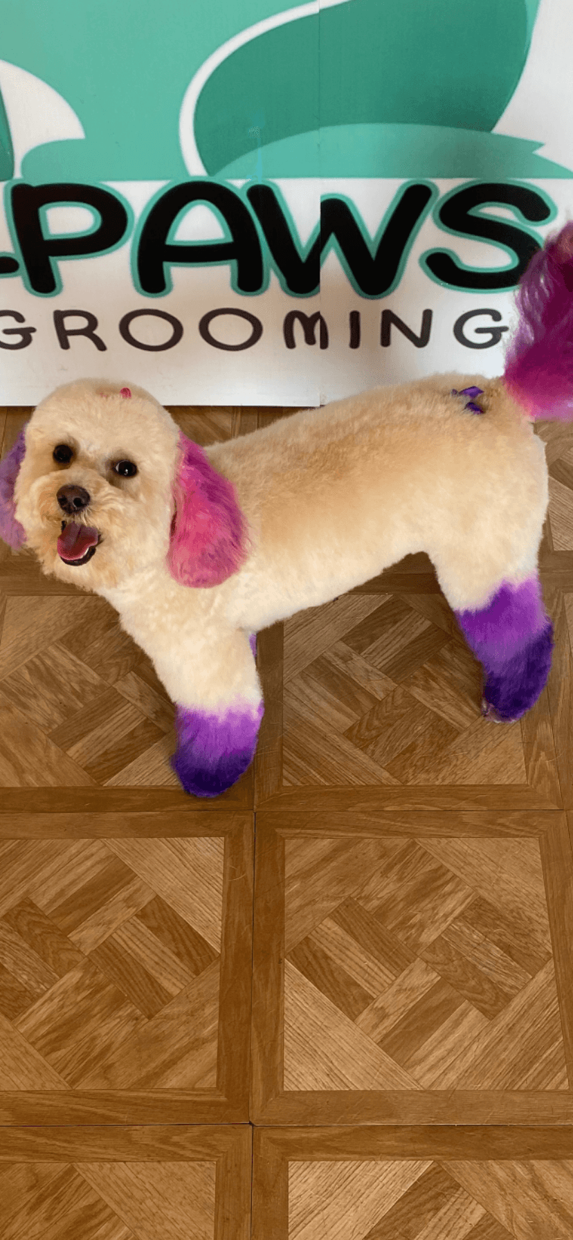 4Paws Grooming - Pet groomer in Dallas, TX