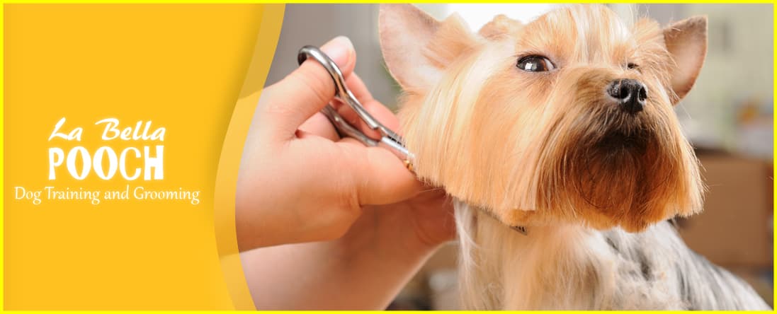La Bella Pooch Dog Training and Grooming - Pet groomer in Brooklyn, NY