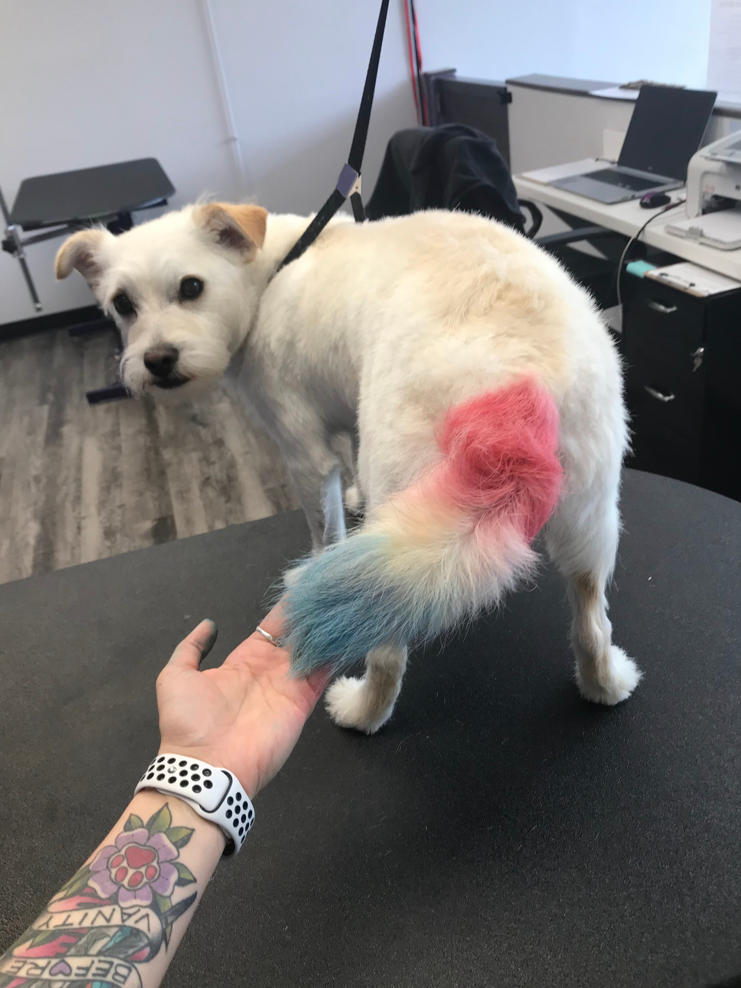Laura's Paw Spaw - Pet groomer in Gladstone, MO