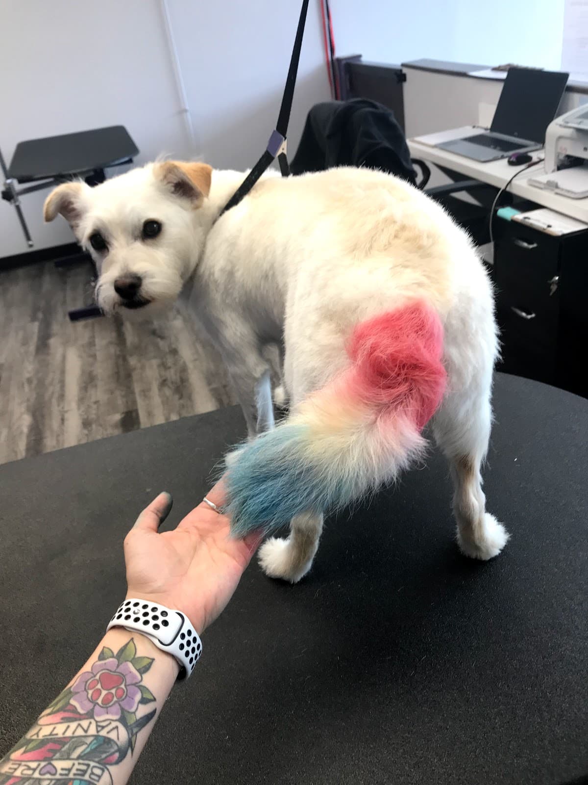 Laura's Paw Spaw - Pet groomer in Gladstone, MO