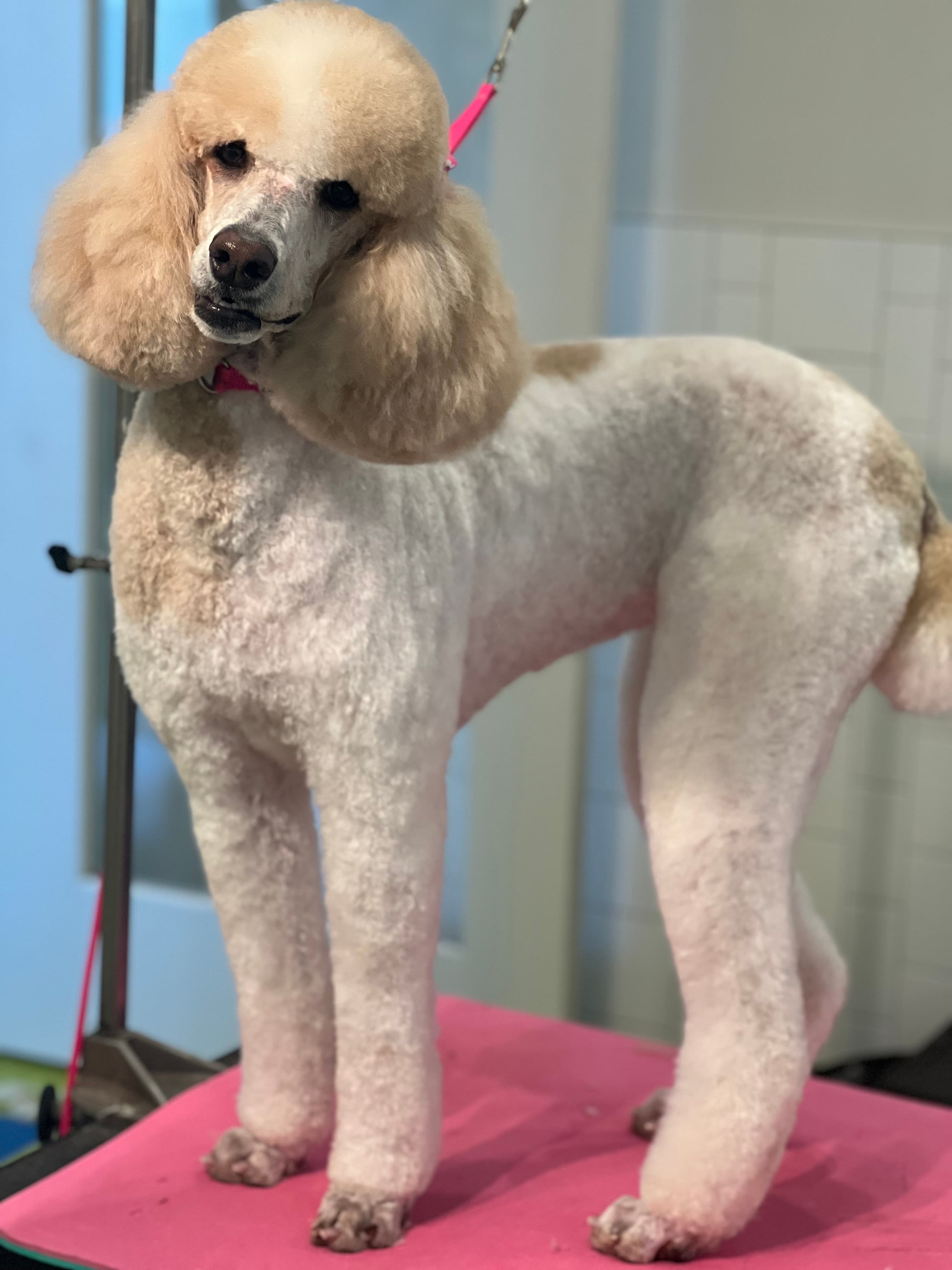 Salty Dog Grooming - Pet groomer in Minneapolis, MN
