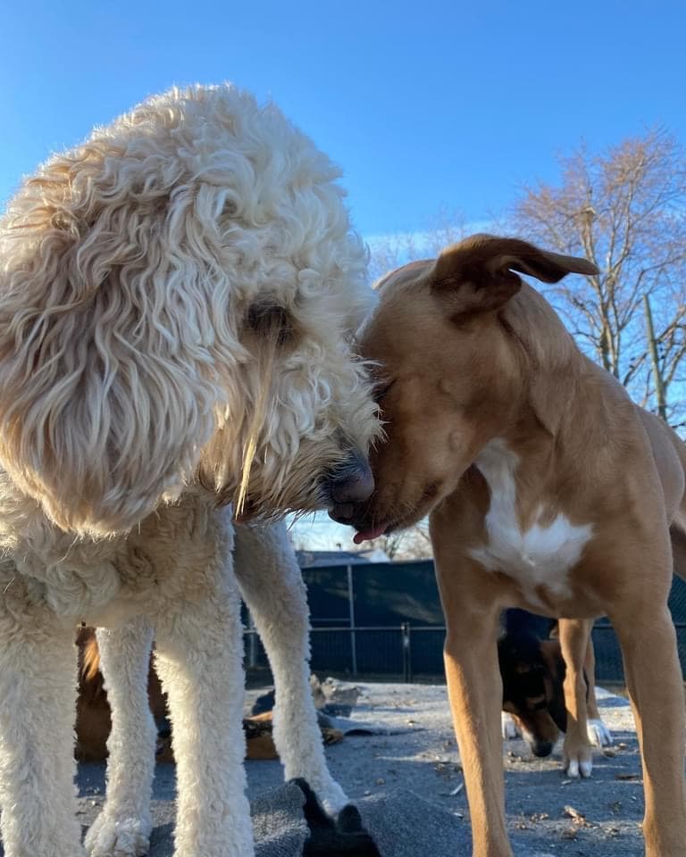 Puppy Pitstop - Pet groomer in Speedway, IN