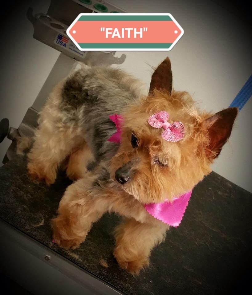 The Pooch Patio - Pet groomer in Dallas, TX