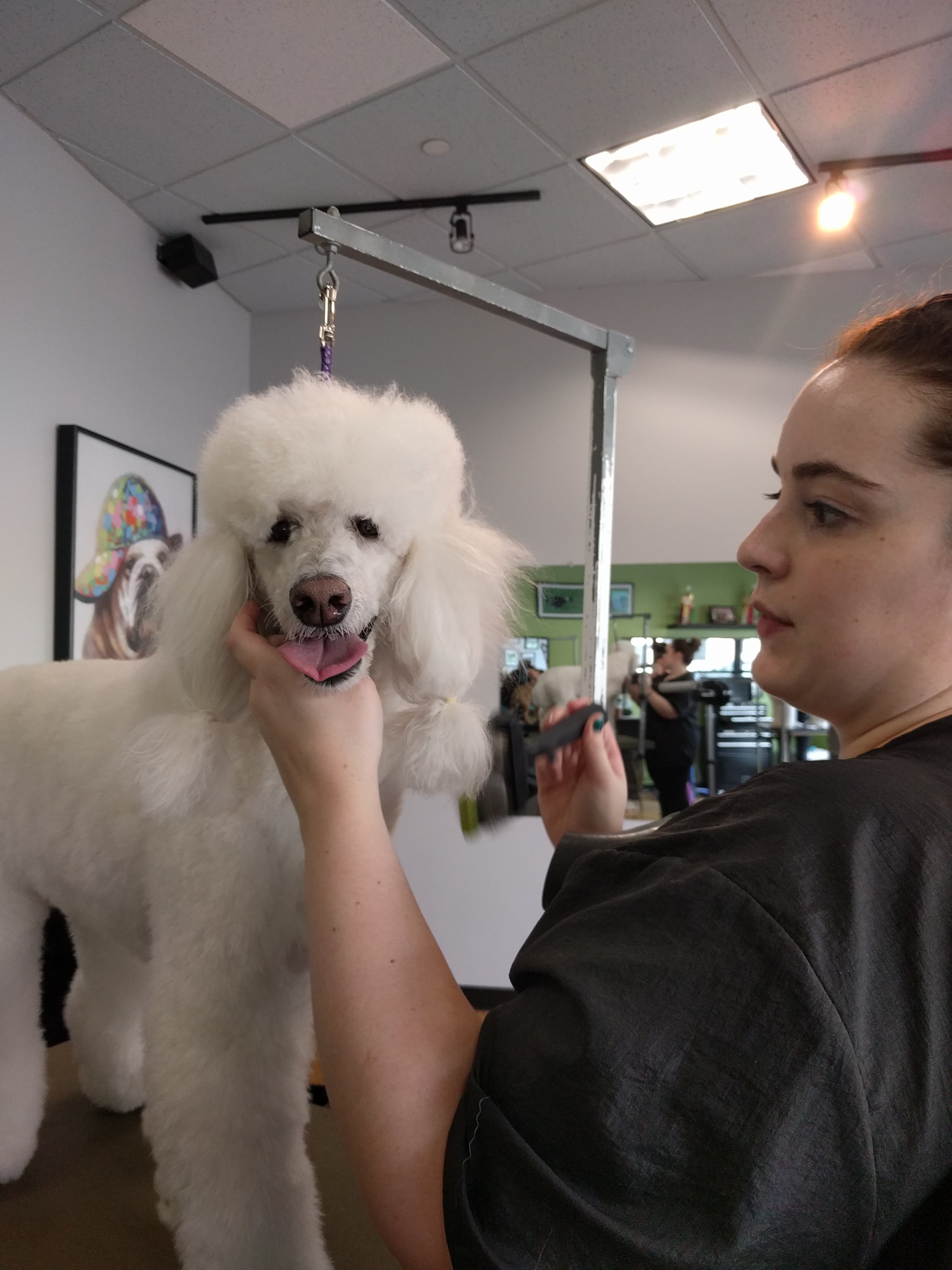 Coats & Tails - Pet groomer in Portland, OR