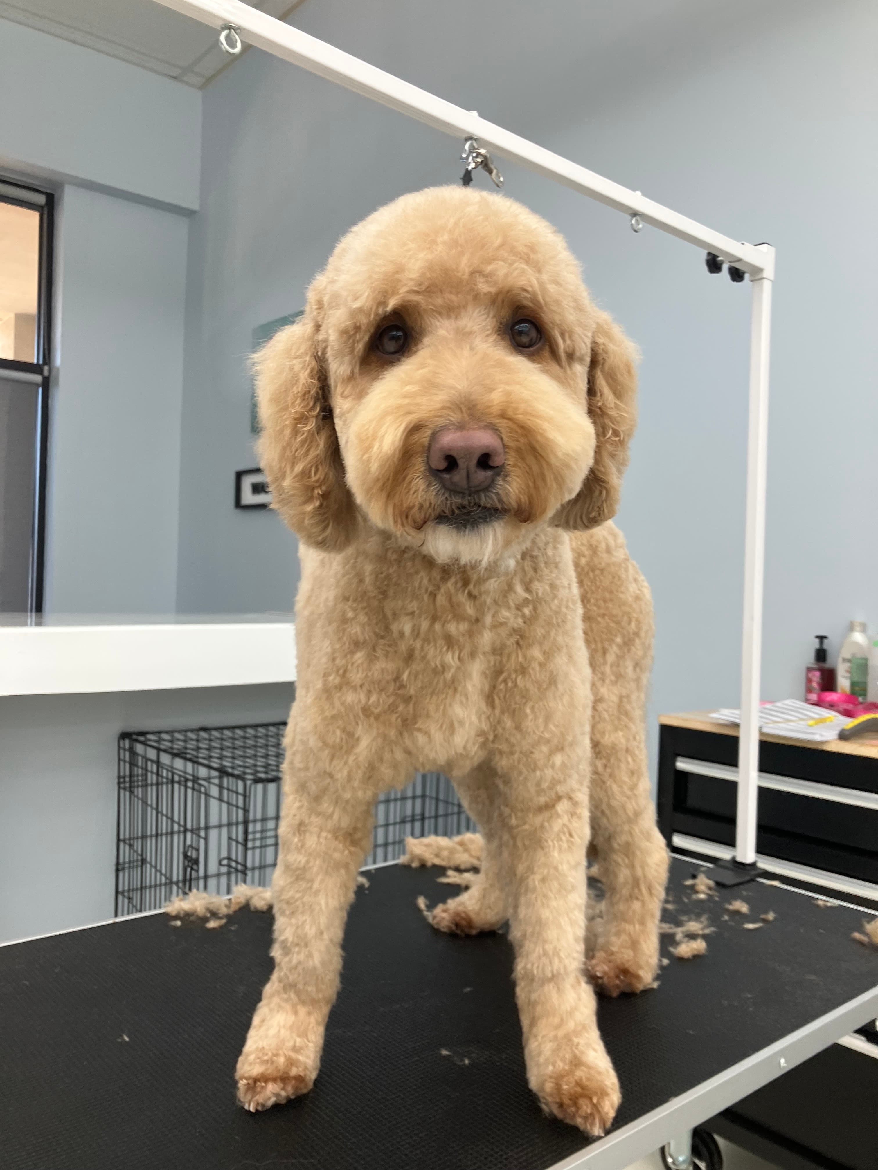 Anna's Puppy Parlor - Pet groomer in Kansas City, MO
