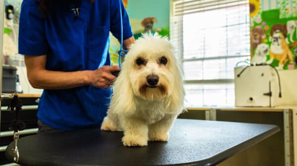 Happy Tails Inc - Pet groomer in St Ann, MO