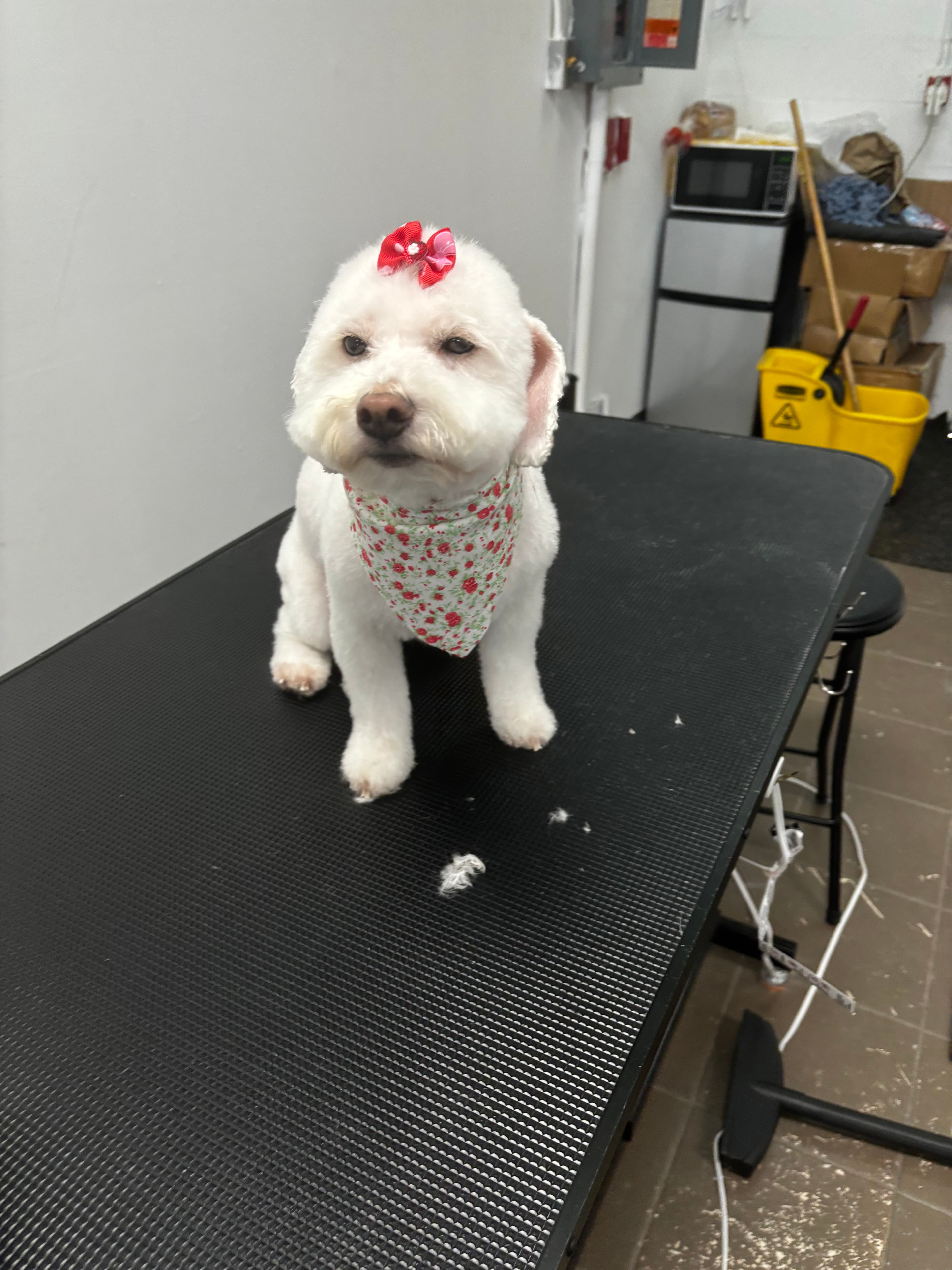 Pet Puzzle Grooming LLC - Pet groomer in Orlando, FL