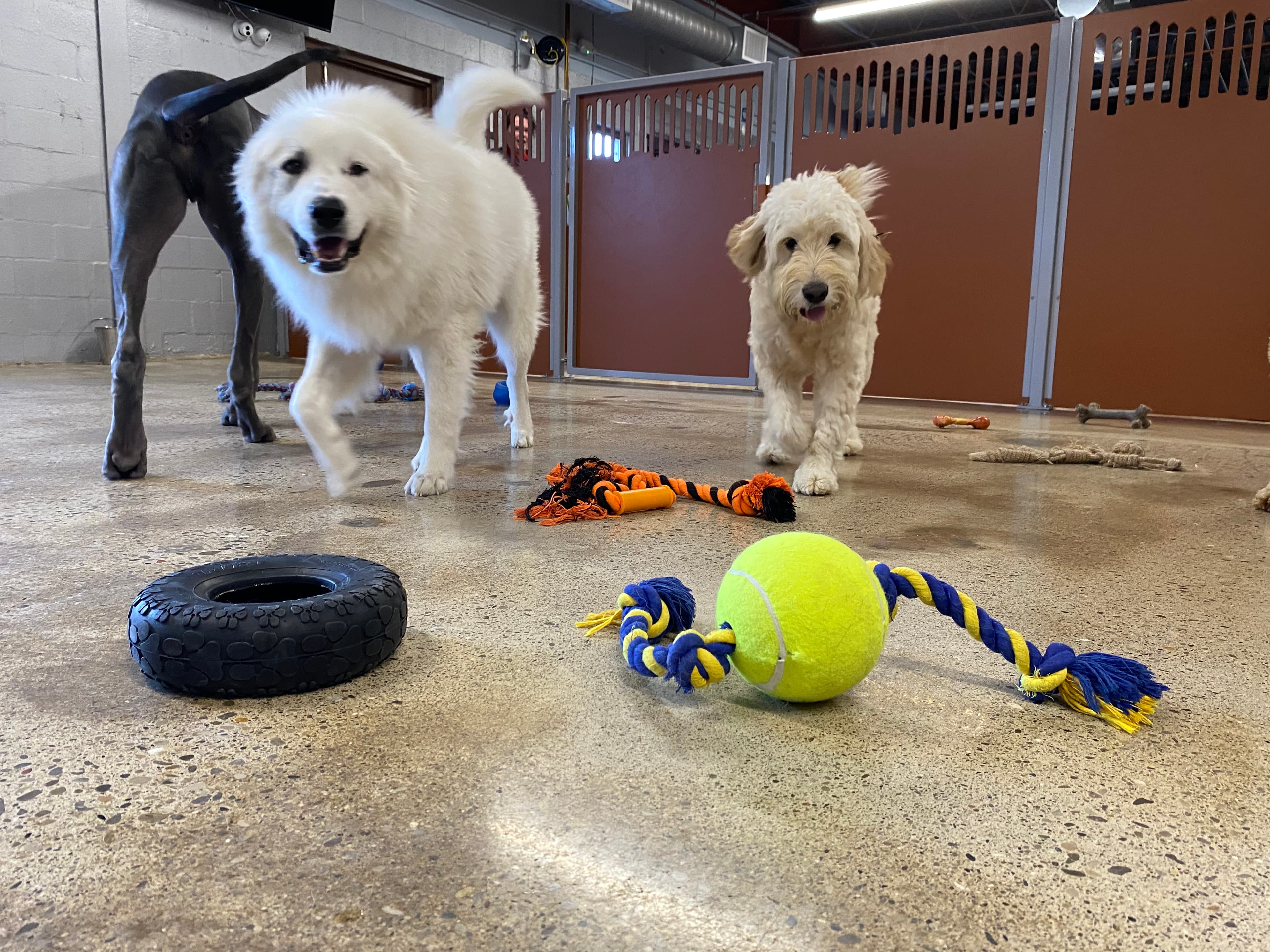 Shear Pawfection - Pet groomer in Milford, OH