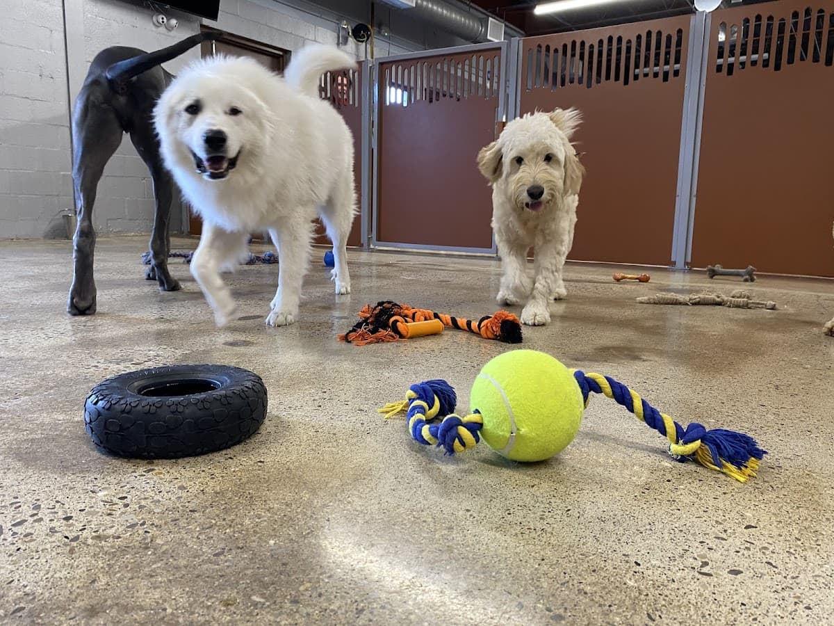 Shear Pawfection - Pet groomer in Milford, OH