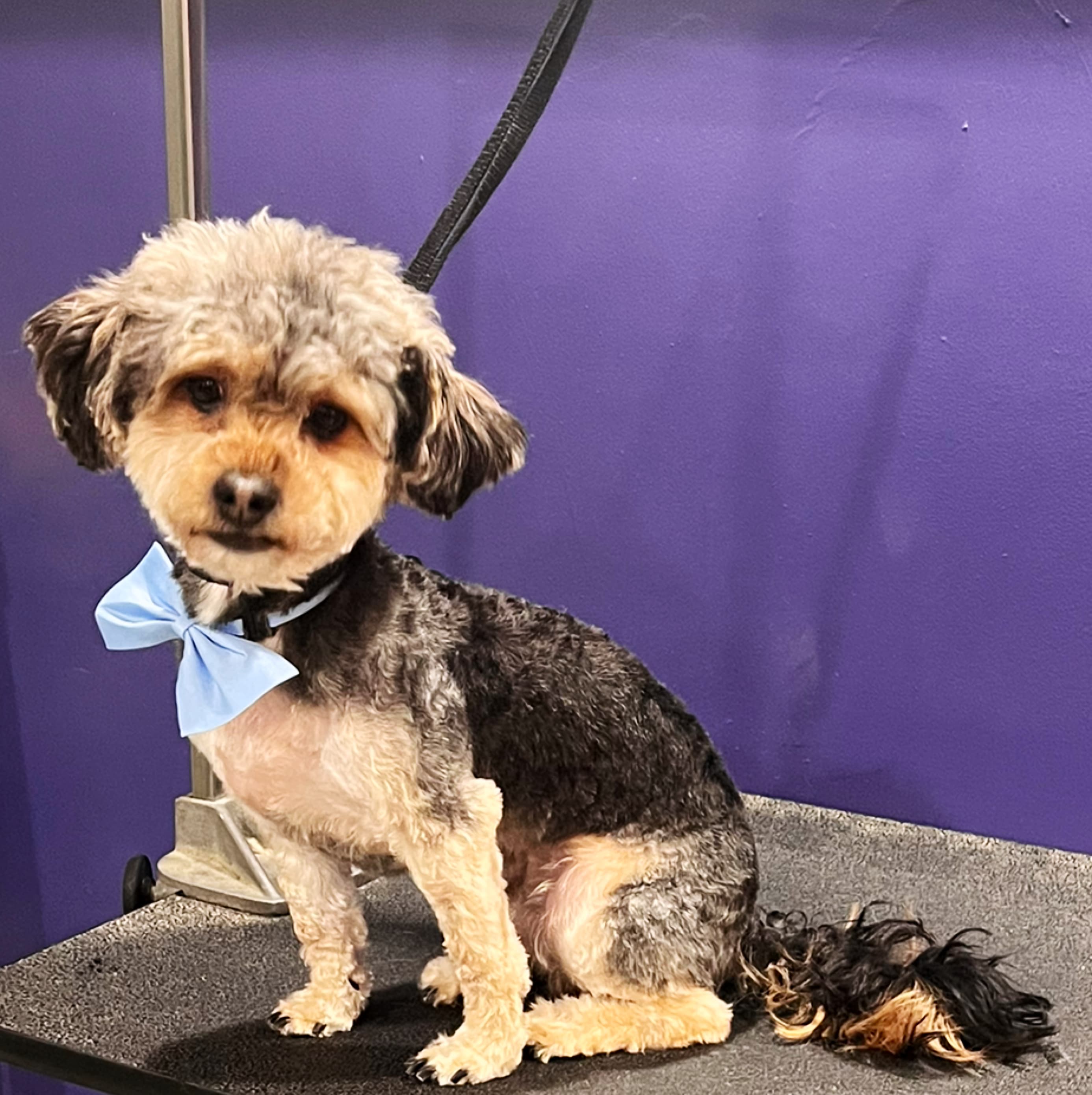 Waltonâs Pet Parlor - Pet groomer in Detroit, MI
