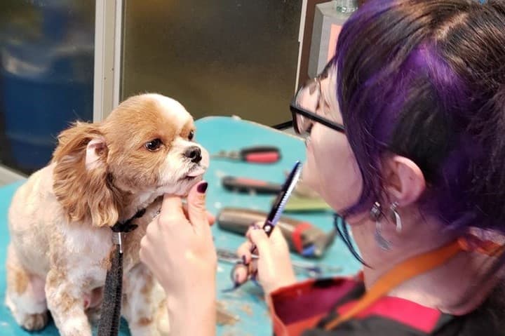 Snohomish Dog Spaw - Pet groomer in Snohomish, WA