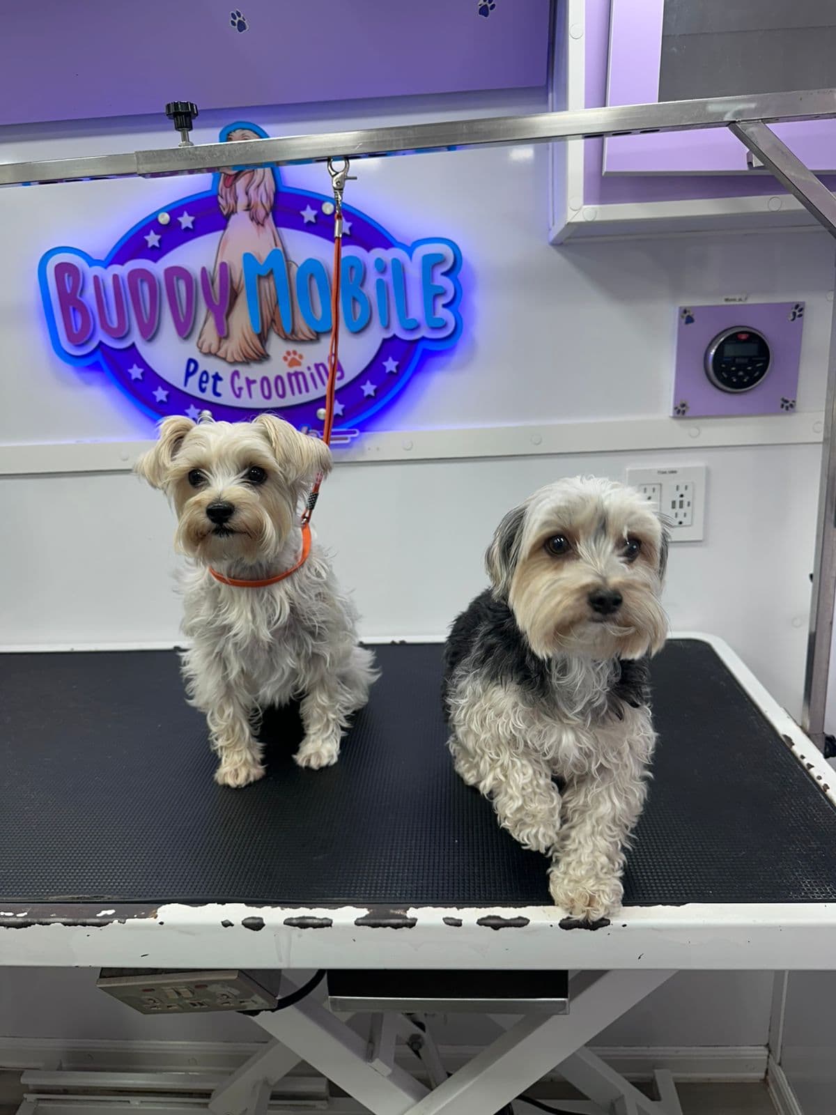 Buddy Mobile Pet Grooming - Pet groomer in Orlando, FL