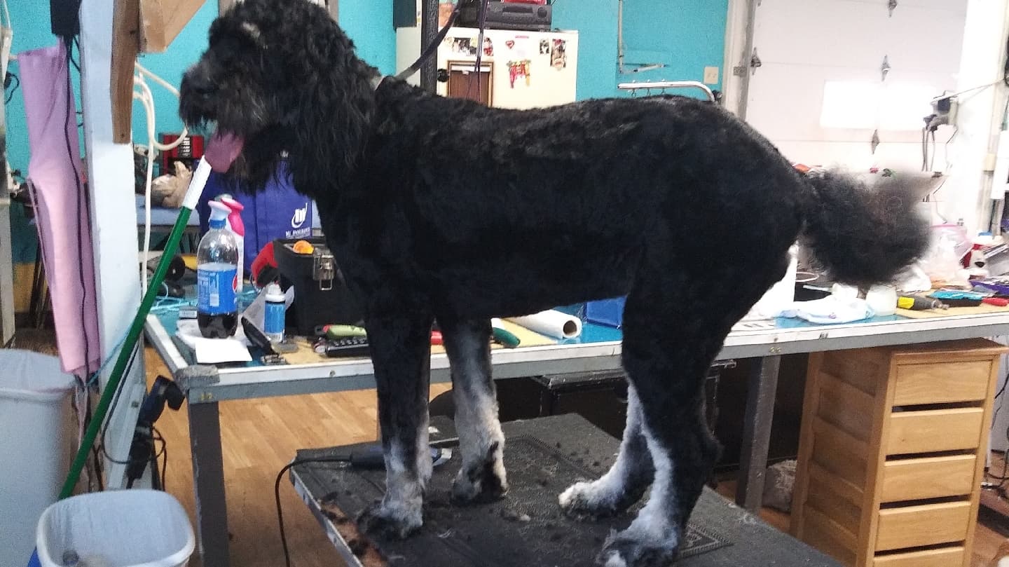 Cyndi's Chynadoll Grooming - Pet groomer in Indianapolis, IN
