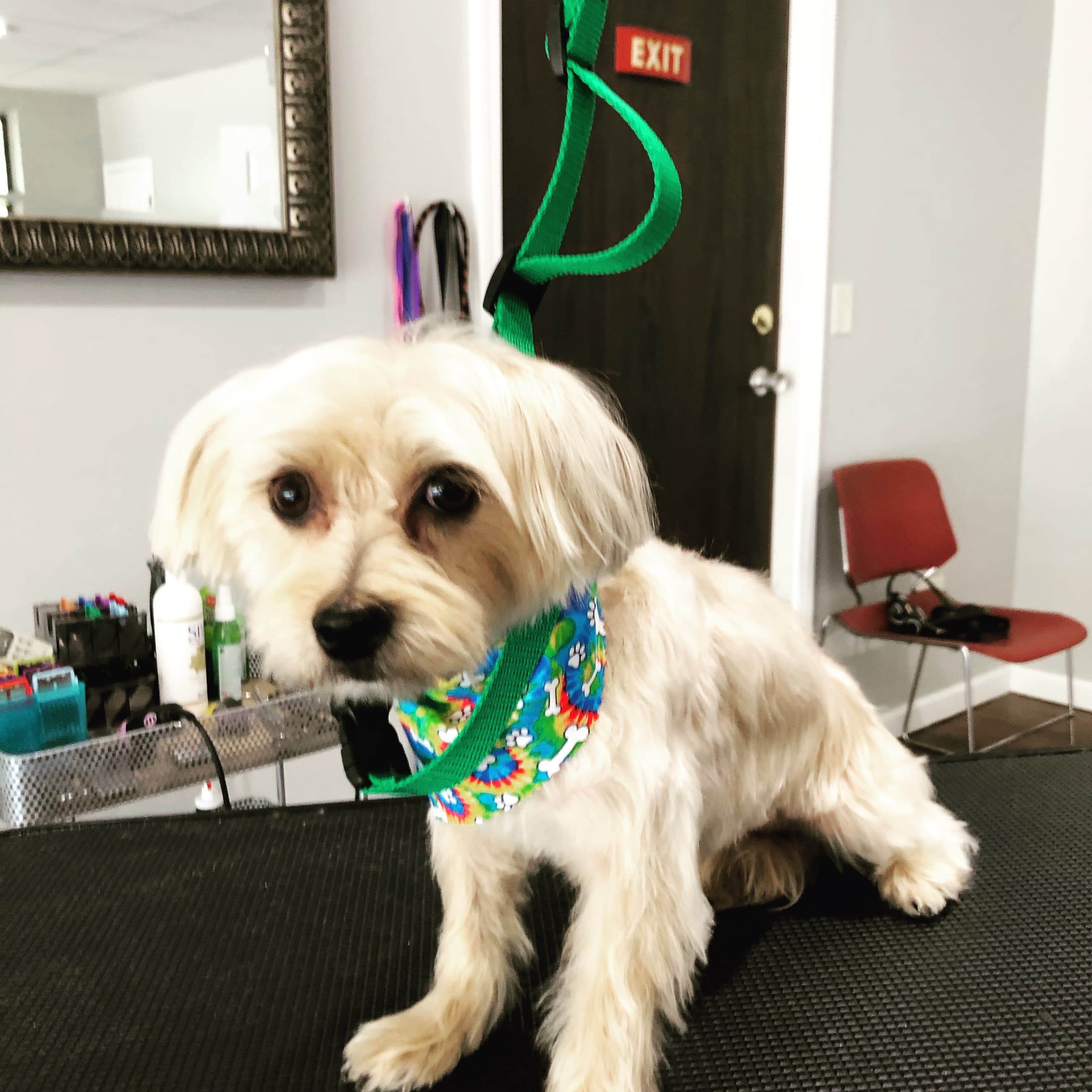 A Brush Above Pet Grooming, LLC Possible Same Day Appointments - Pet groomer in Westlake, OH