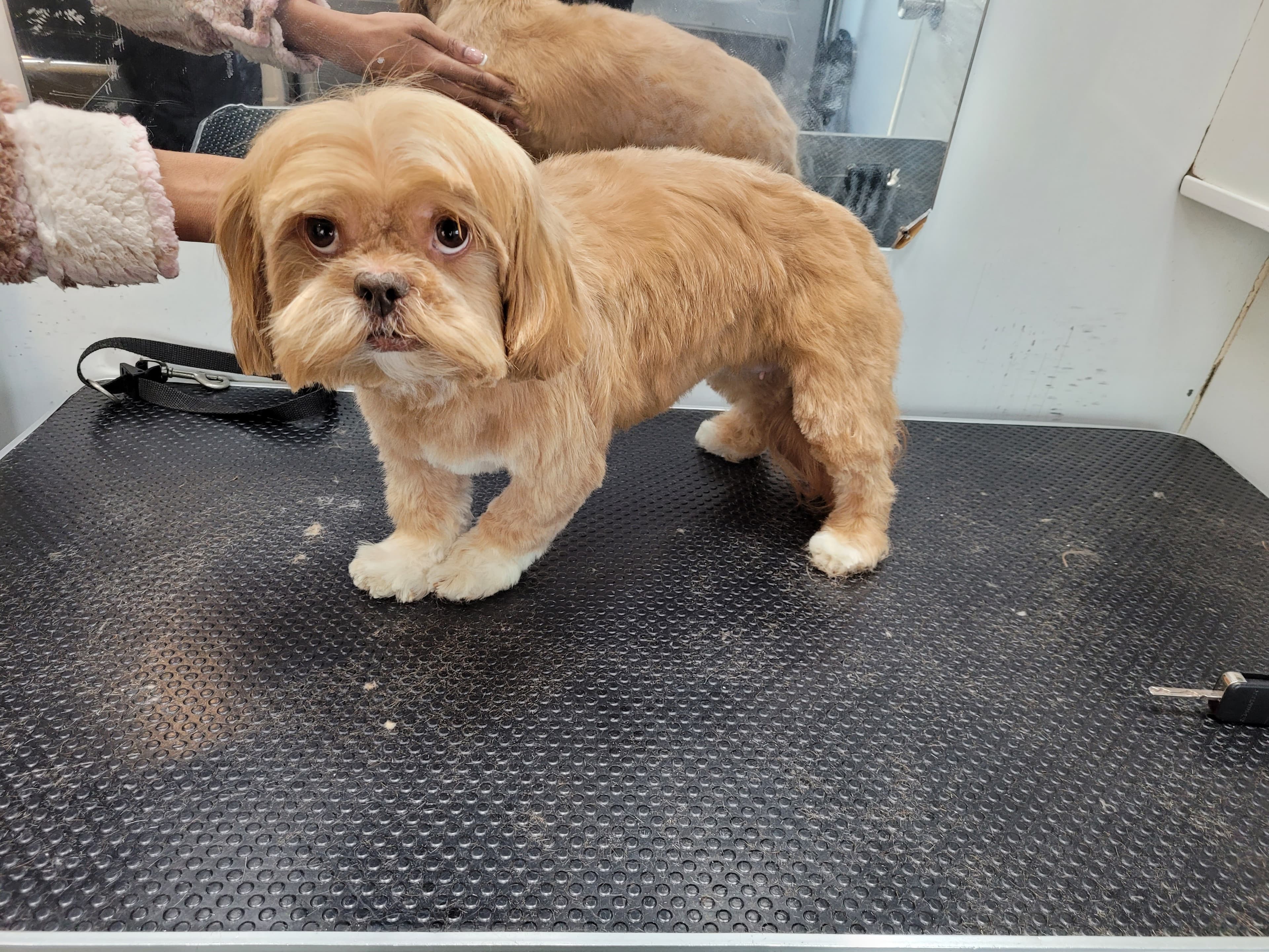 Avery's Pet Styling Salon and Boutique, Inc. - Pet groomer in Upper Darby Township, PA