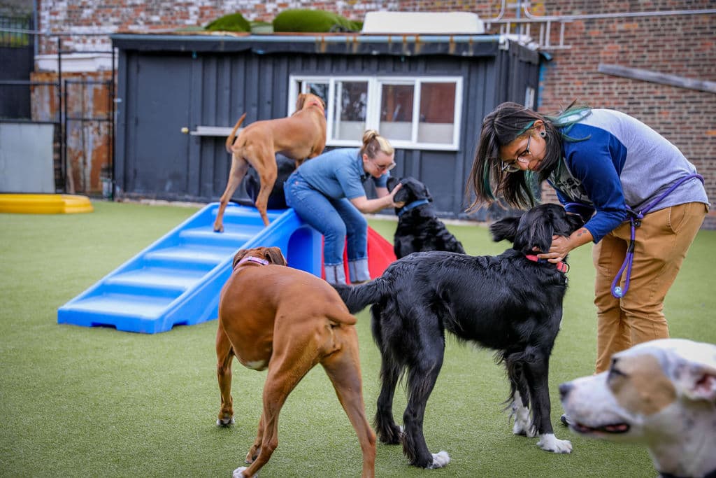Woofs 'n Whiskers - Pet groomer in Brooklyn, NY