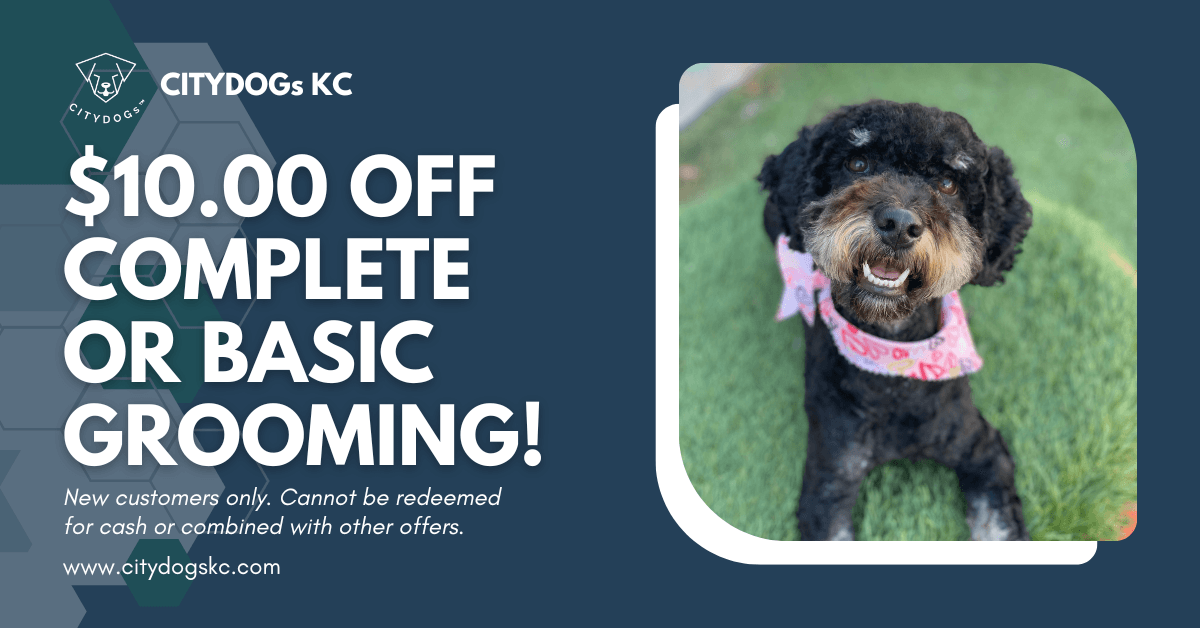 CITYDOGs KC - Pet groomer in Kansas City, MO