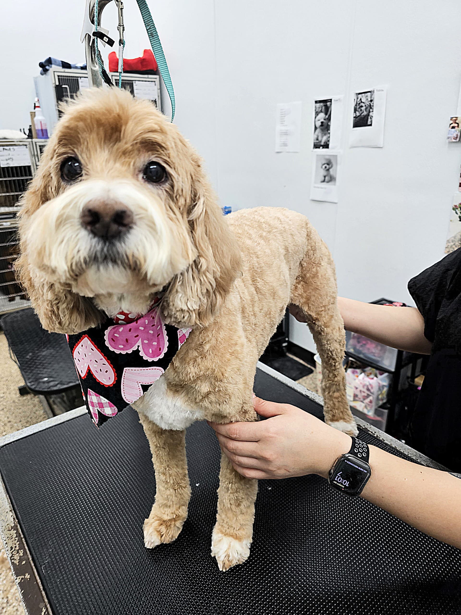 The Dog House Pet Salon - Pearland - Pet groomer in Pearland, TX