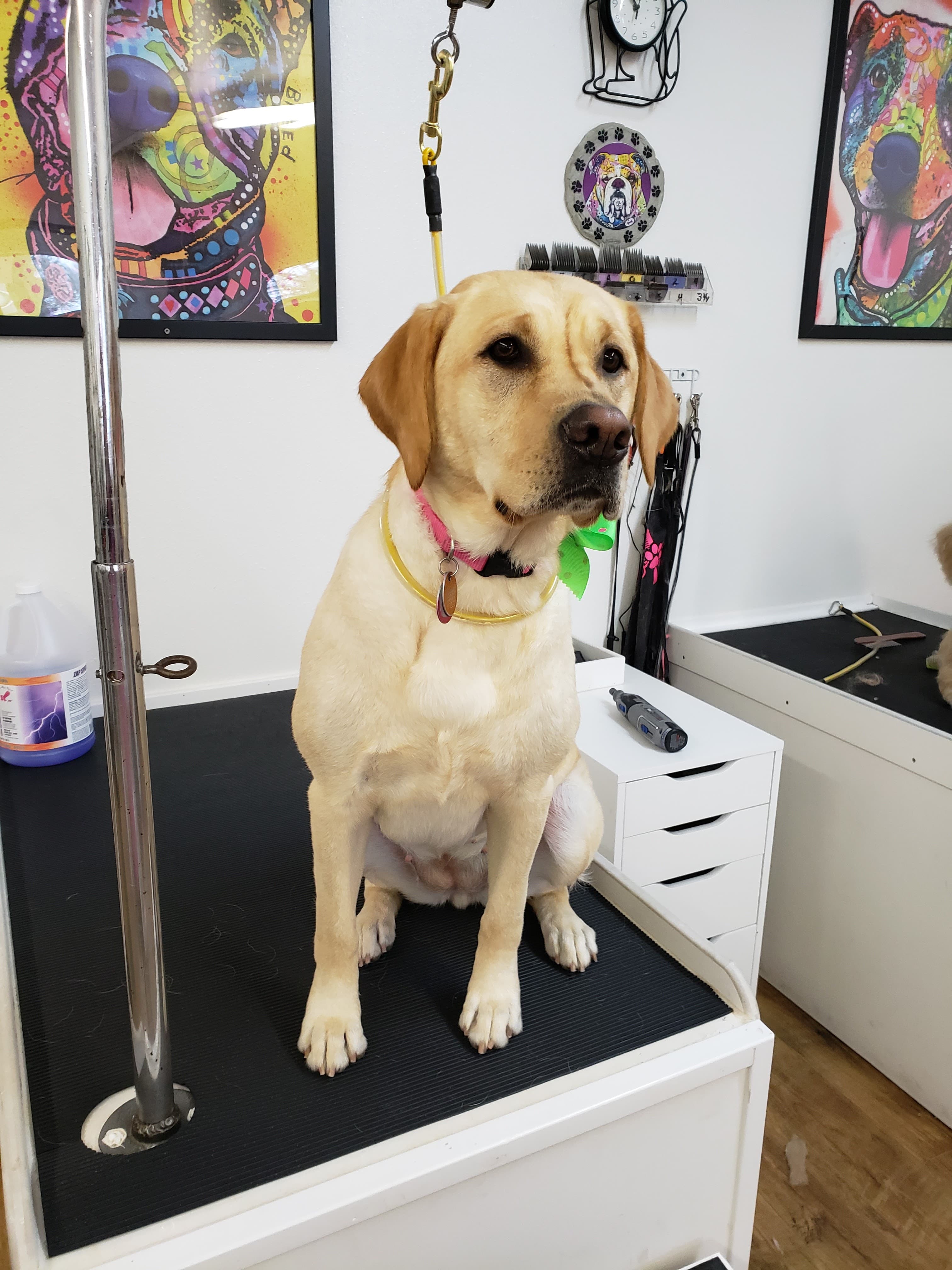 Dog Gone Clean- Dog Grooming and Self Service Dog Wash - Beaverton/Portland - Pet groomer in Portland, OR