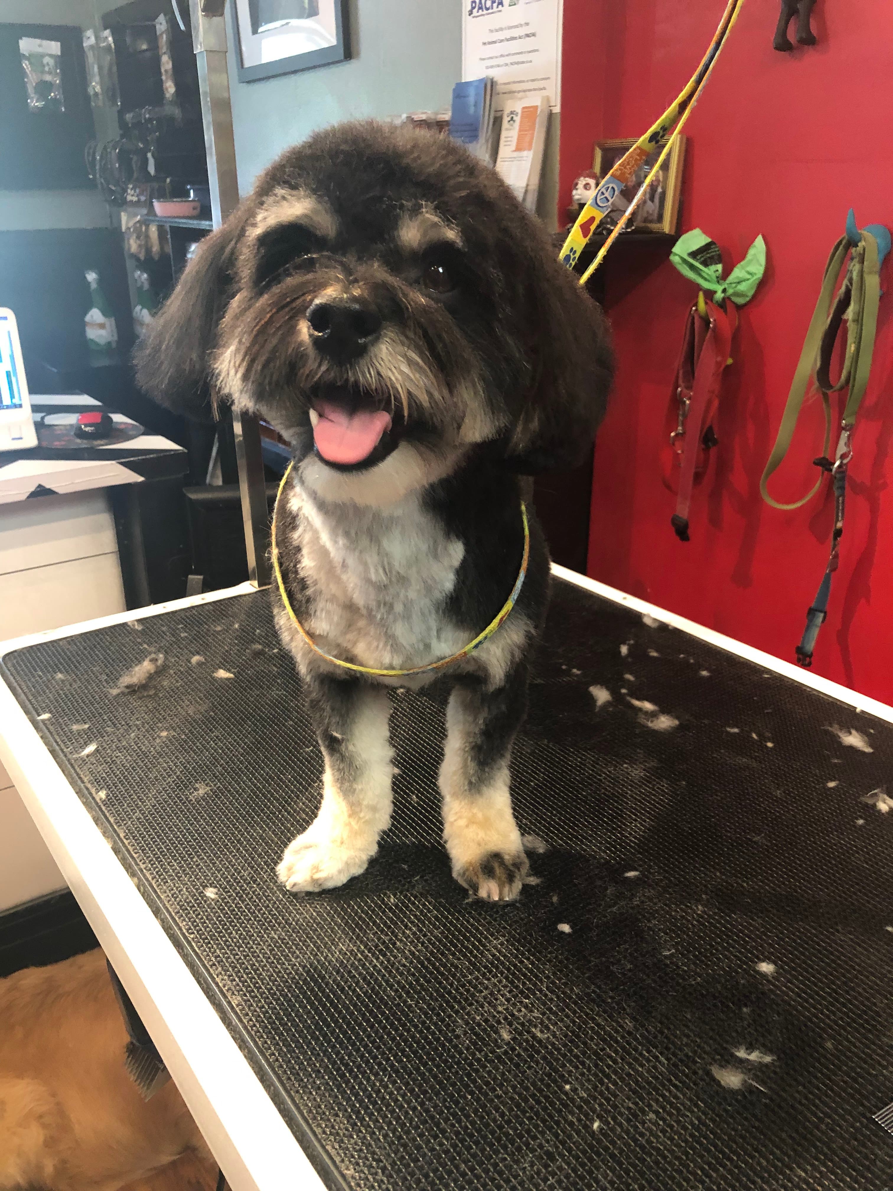 Praise the Paw - Pet groomer in Denver, CO