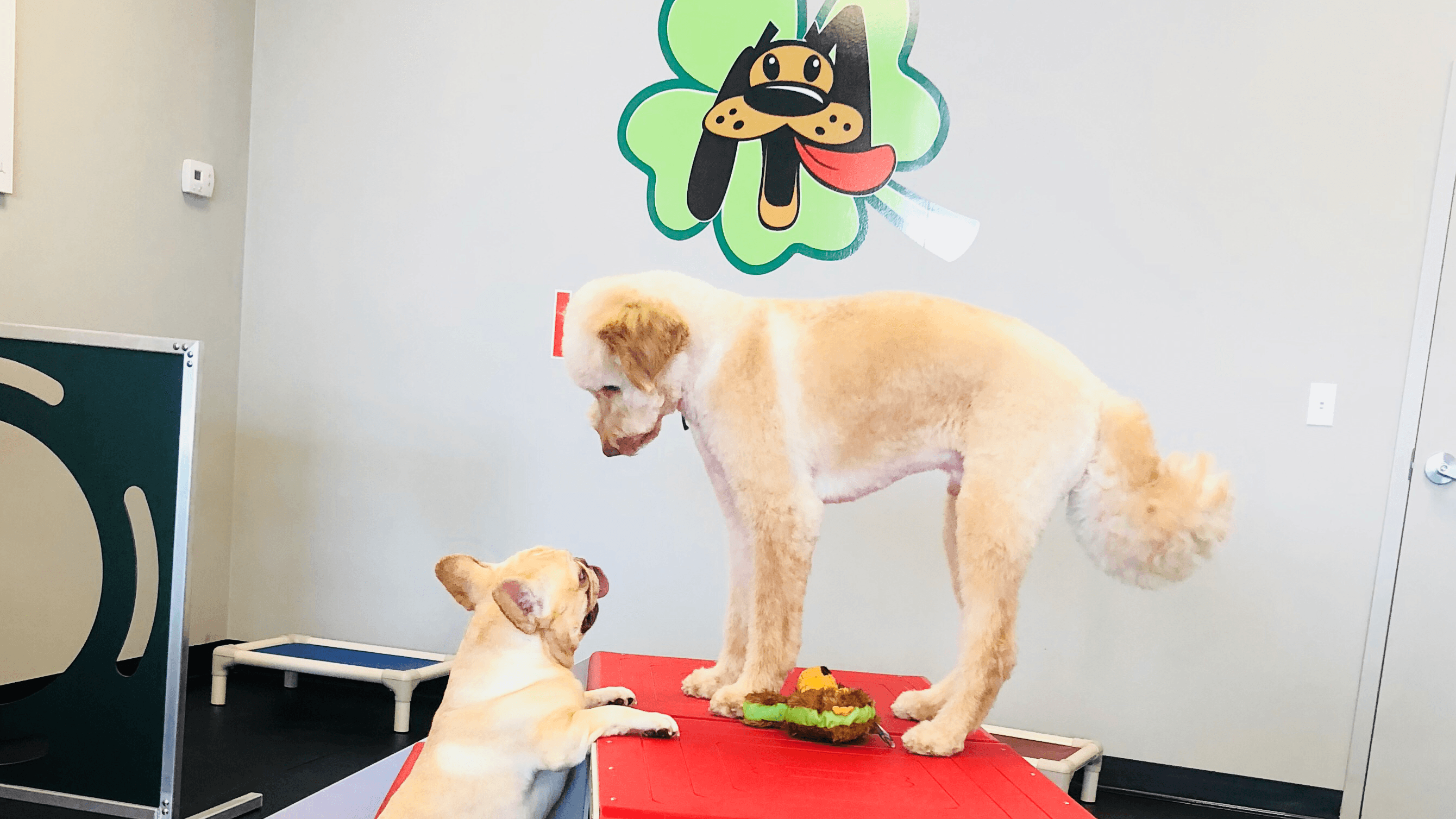 Lucky Pet - Pet groomer in Tampa, FL