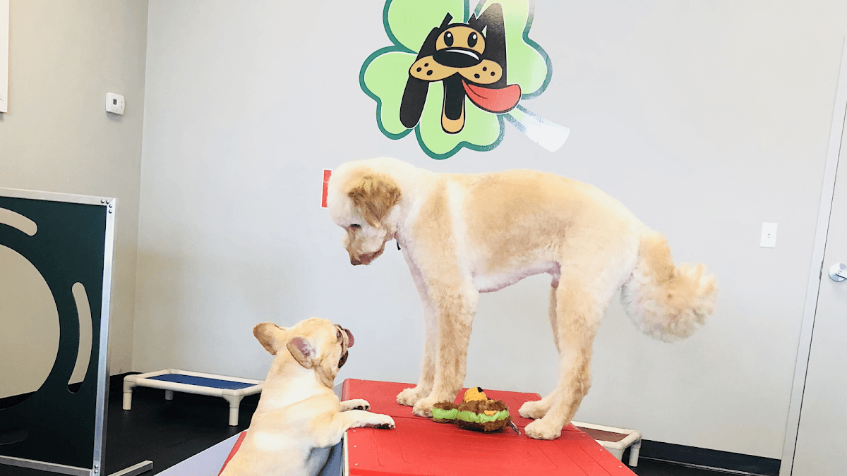 Lucky Pet - Pet groomer in Tampa, FL