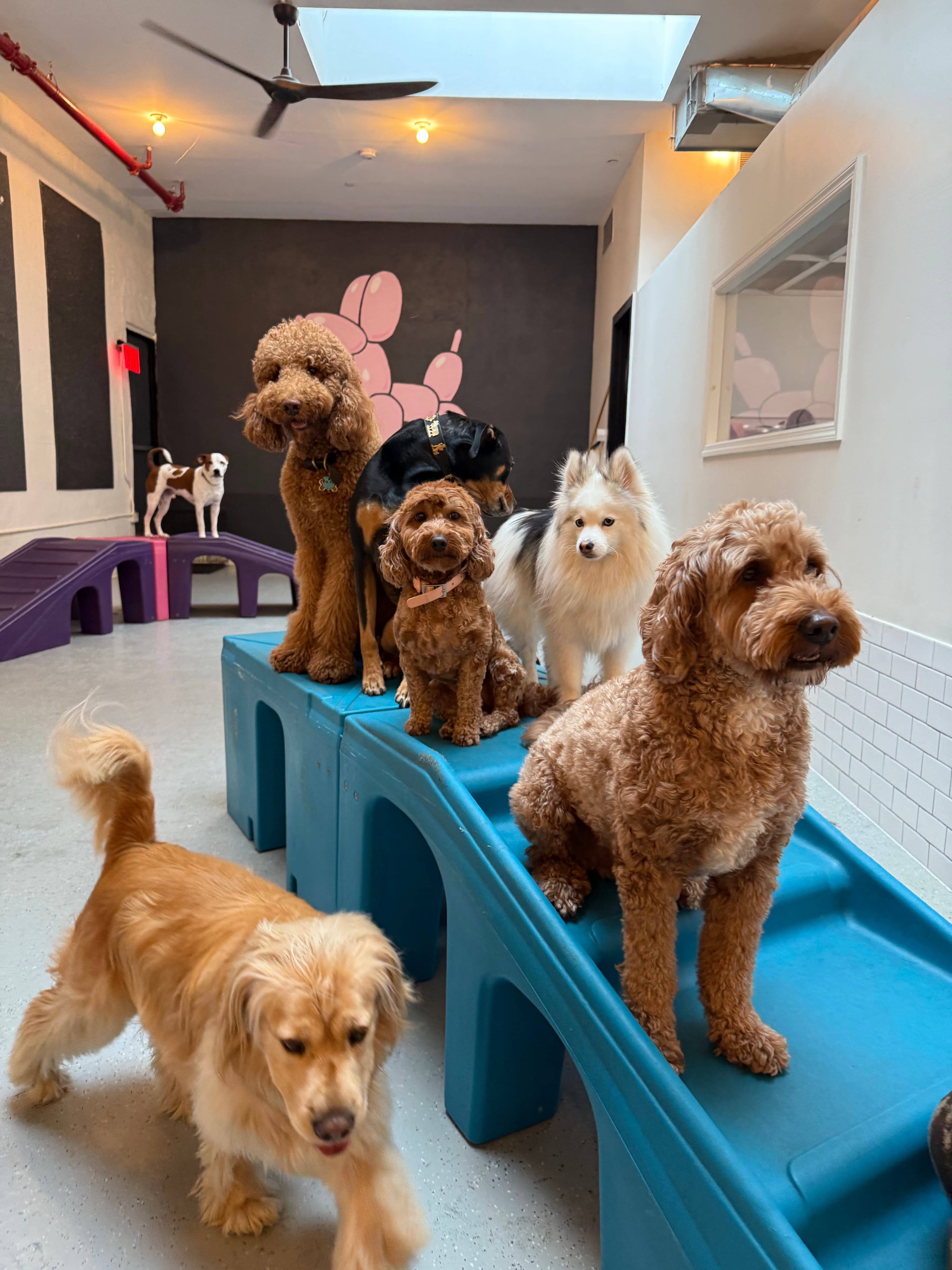 Go Doggy - Pet groomer in Brooklyn, NY