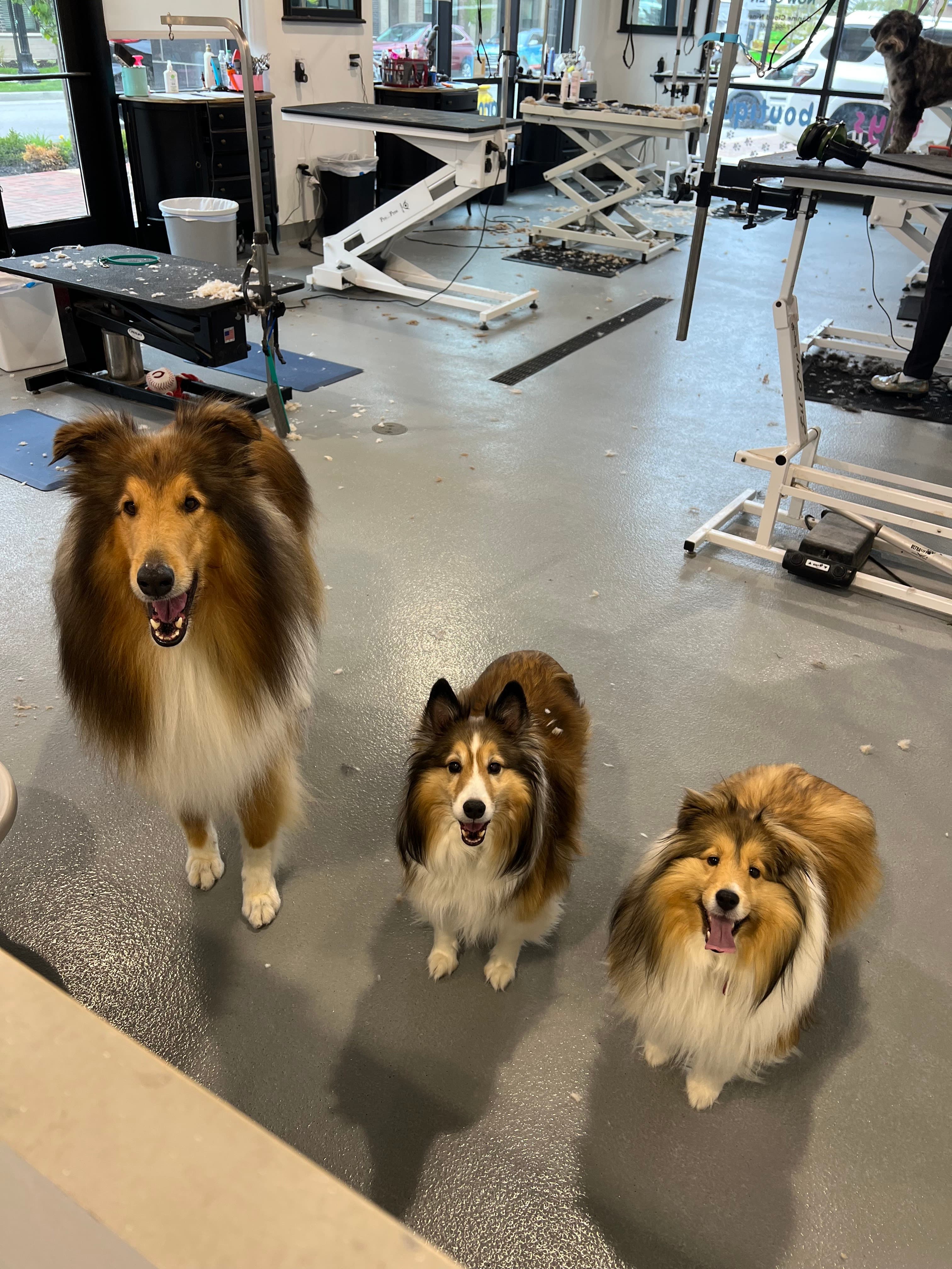 Canine Cloud Nine - Pet groomer in Carmel, IN