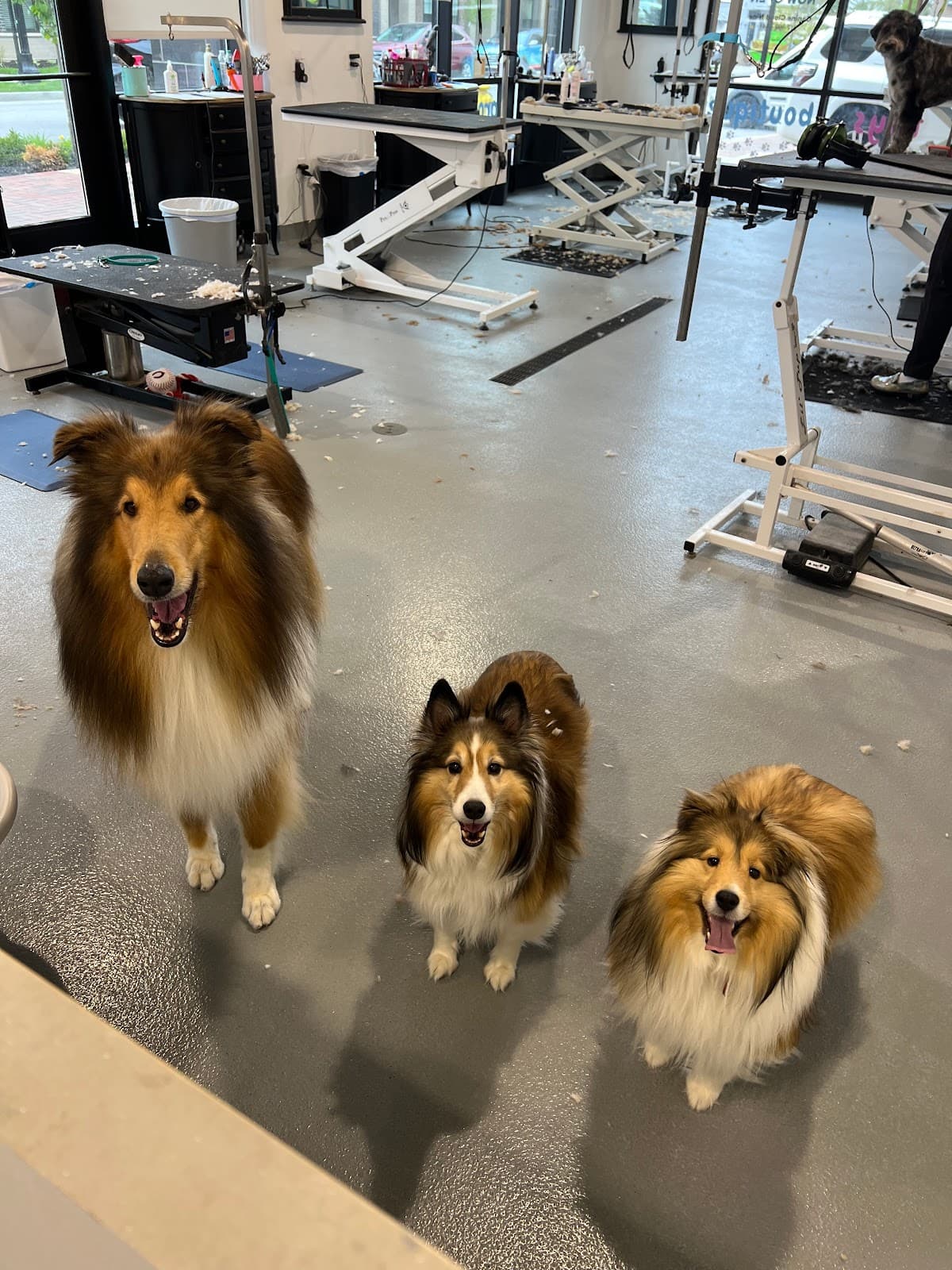 Canine Cloud Nine - Pet groomer in Carmel, IN