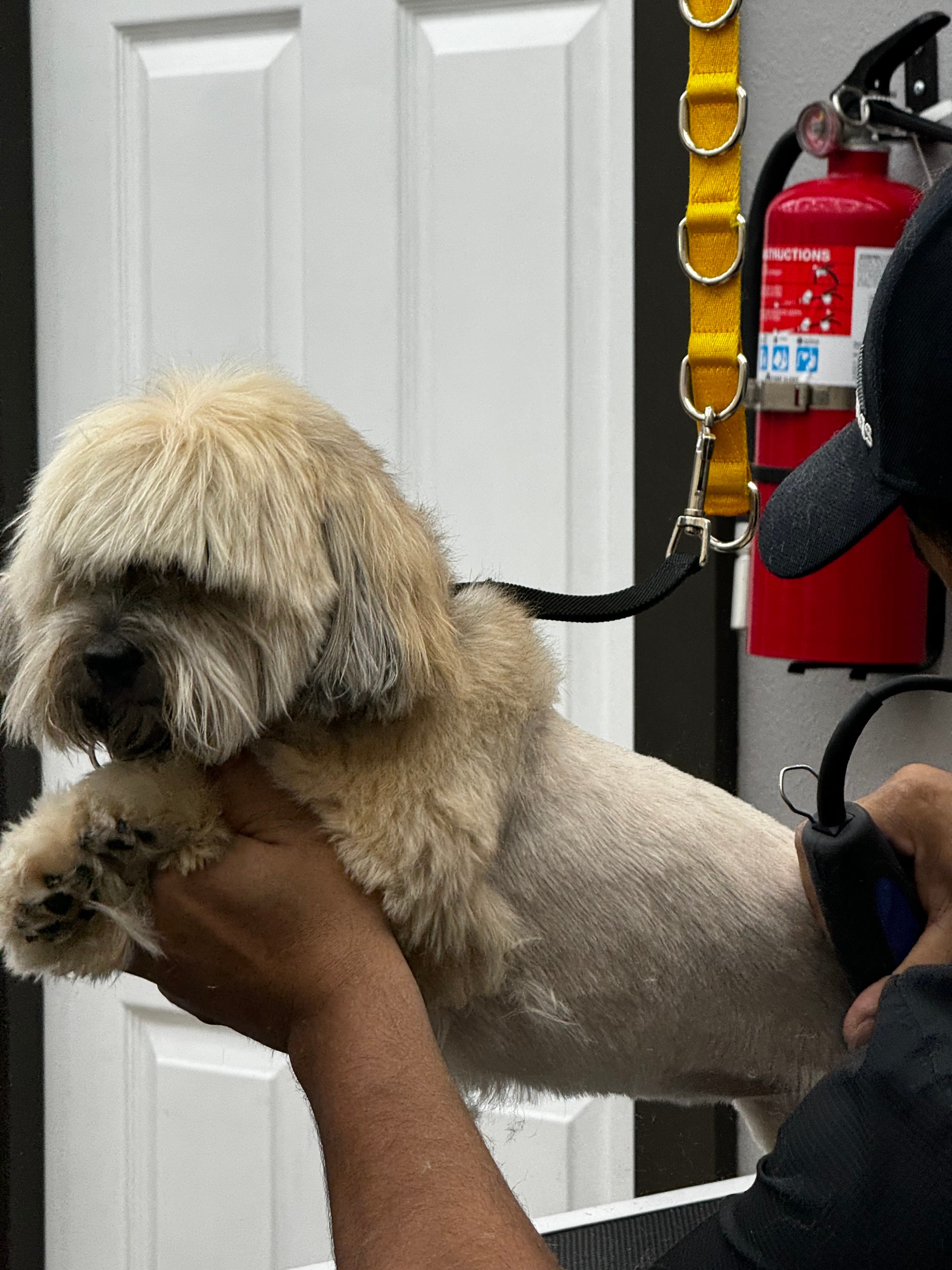 Cat & Dog Grooming - Pet groomer in Seattle, WA