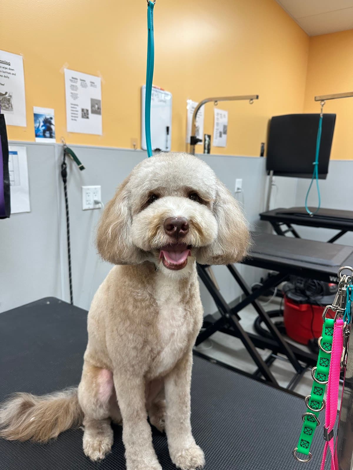 Pet Evolution - Shoreline, WA - Grooming | Self-Wash | Healthy Food | Mobile Nail Trim - Pet groomer in Shoreline, WA