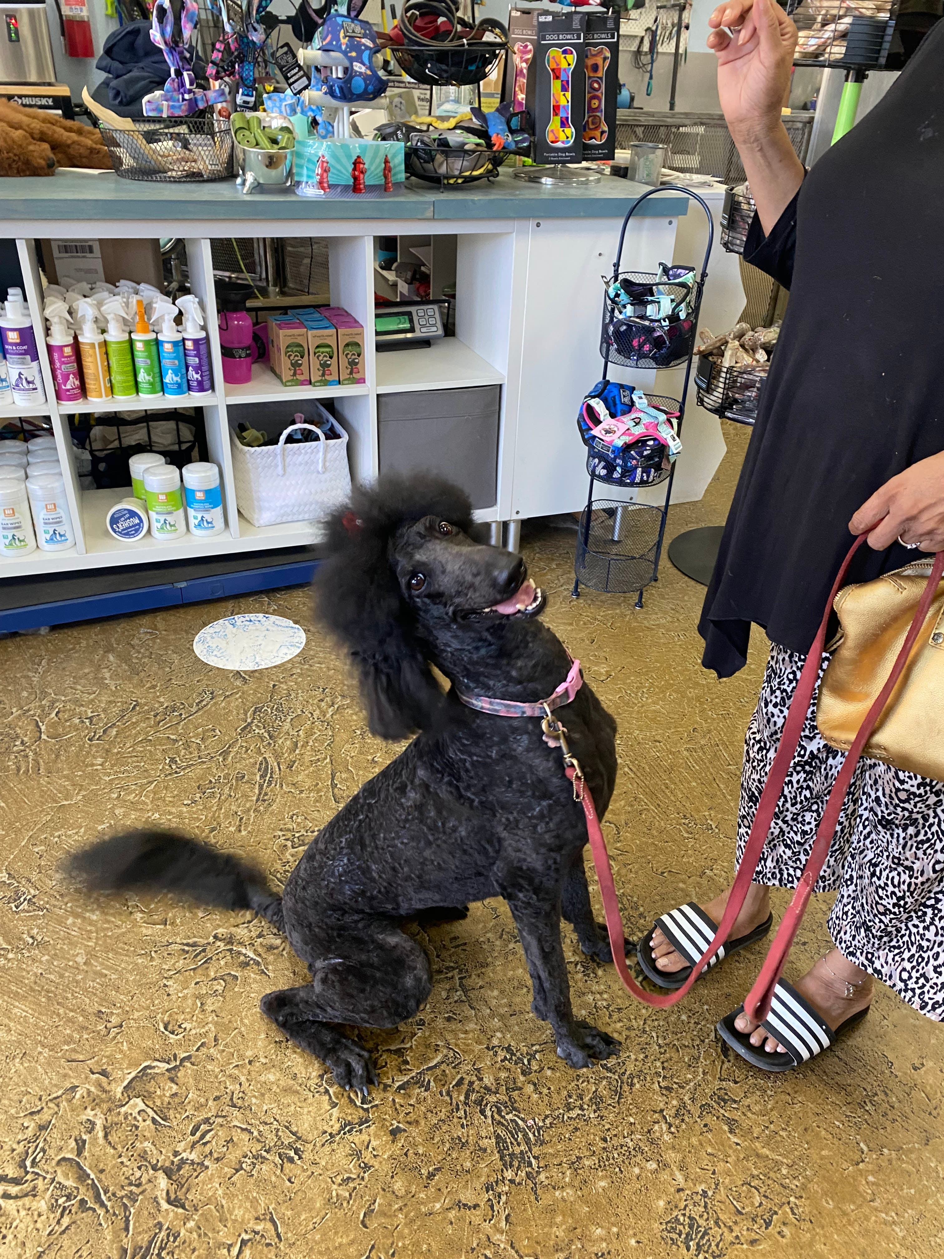 Bath & Biscuits - Pet groomer in Sacramento, CA