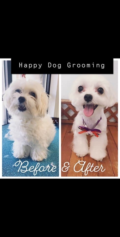 Happy Dog Grooming - Pet groomer in Farmers Branch, TX