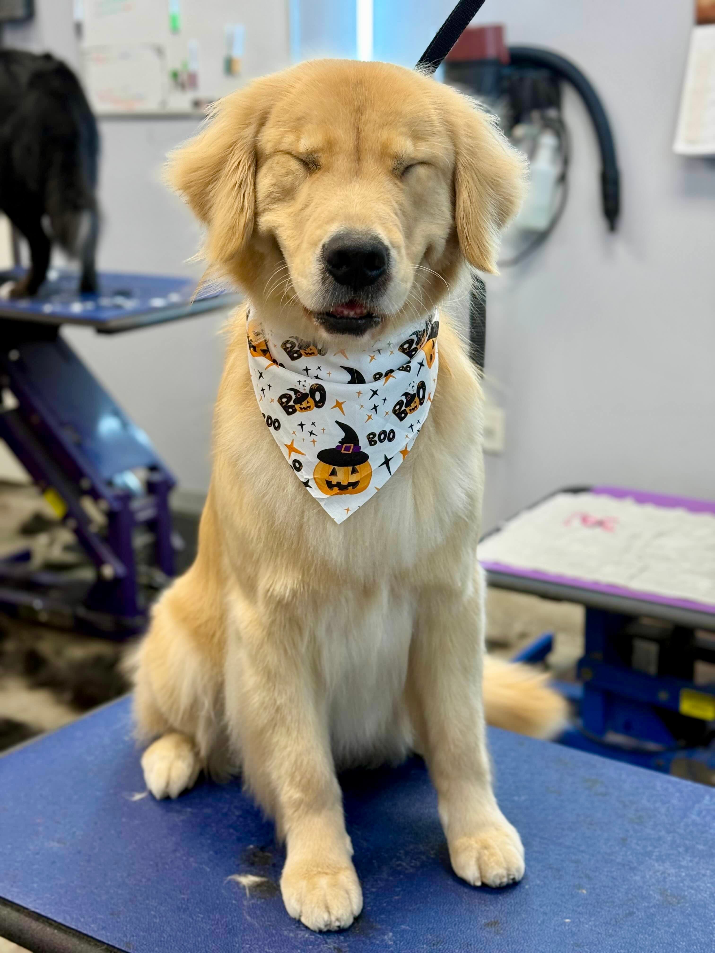 Collars Dog Resort - Pet groomer in Kansas City, MO